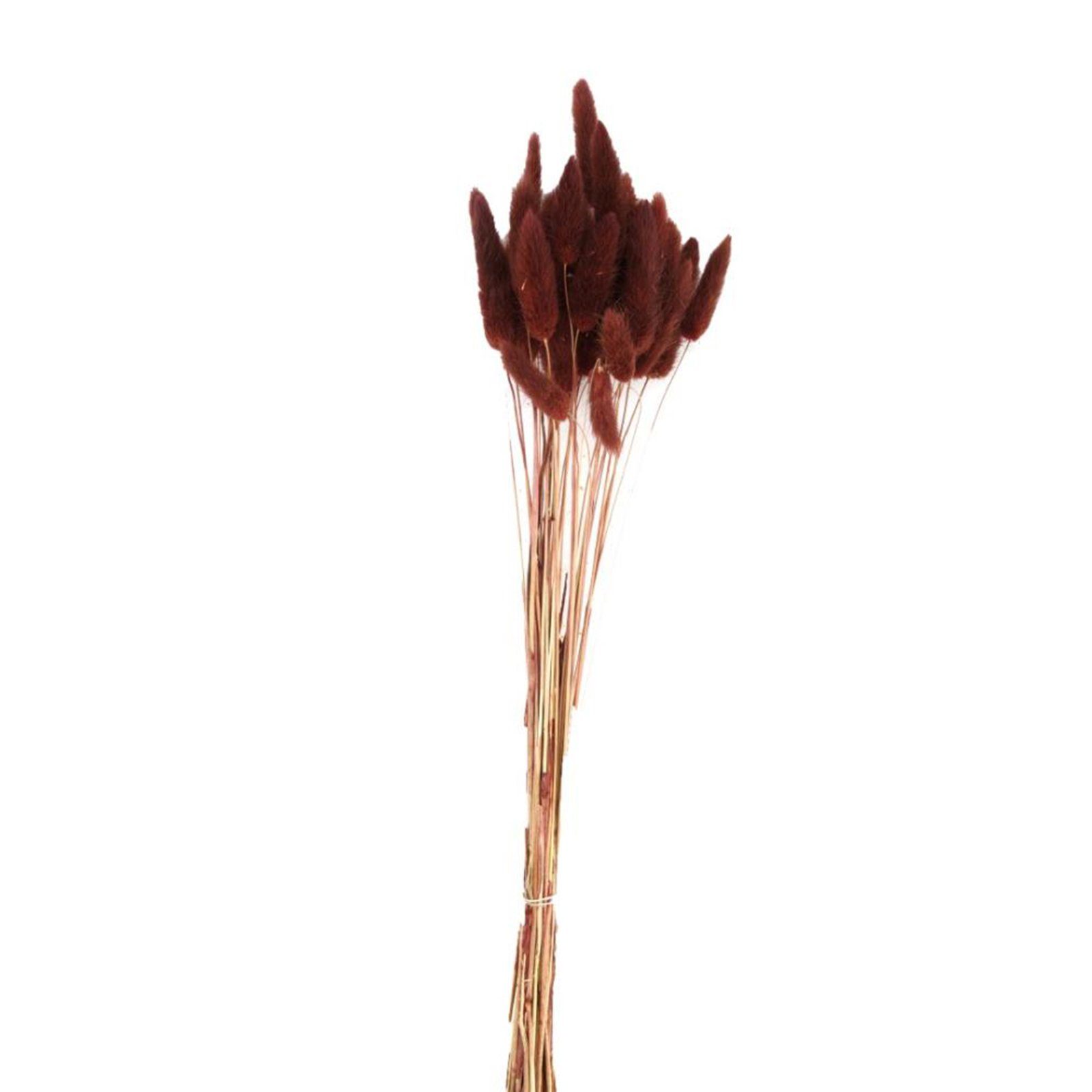 Trockenblume Samtgras dunkelrot - Lagurus - 45-50 cm - 35 Stück, DIJK | Trockenblumen
