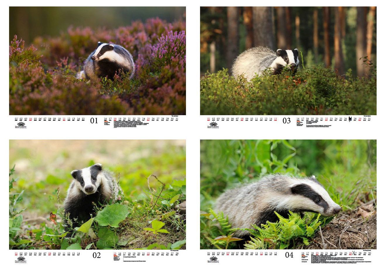 Seelenzauber Wandkalender Tierzauber Dachse DIN A3 Kalender für 2026 Wald Natur Baum