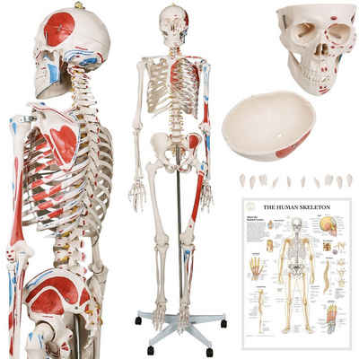 Jago Dekoobjekt Menschliches Anatomie Skelett 181.5 cm - mit Muskelbemalungdetails