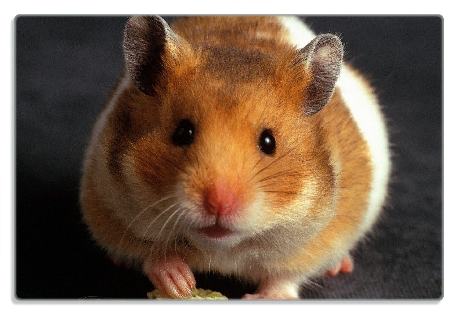 Wallario Frühstücksbrett Putziger Hamster mit Nüssen zwischen den Pfoten, (inkl. rutschfester Gummifüße 4mm, 1-St), 20x30cm