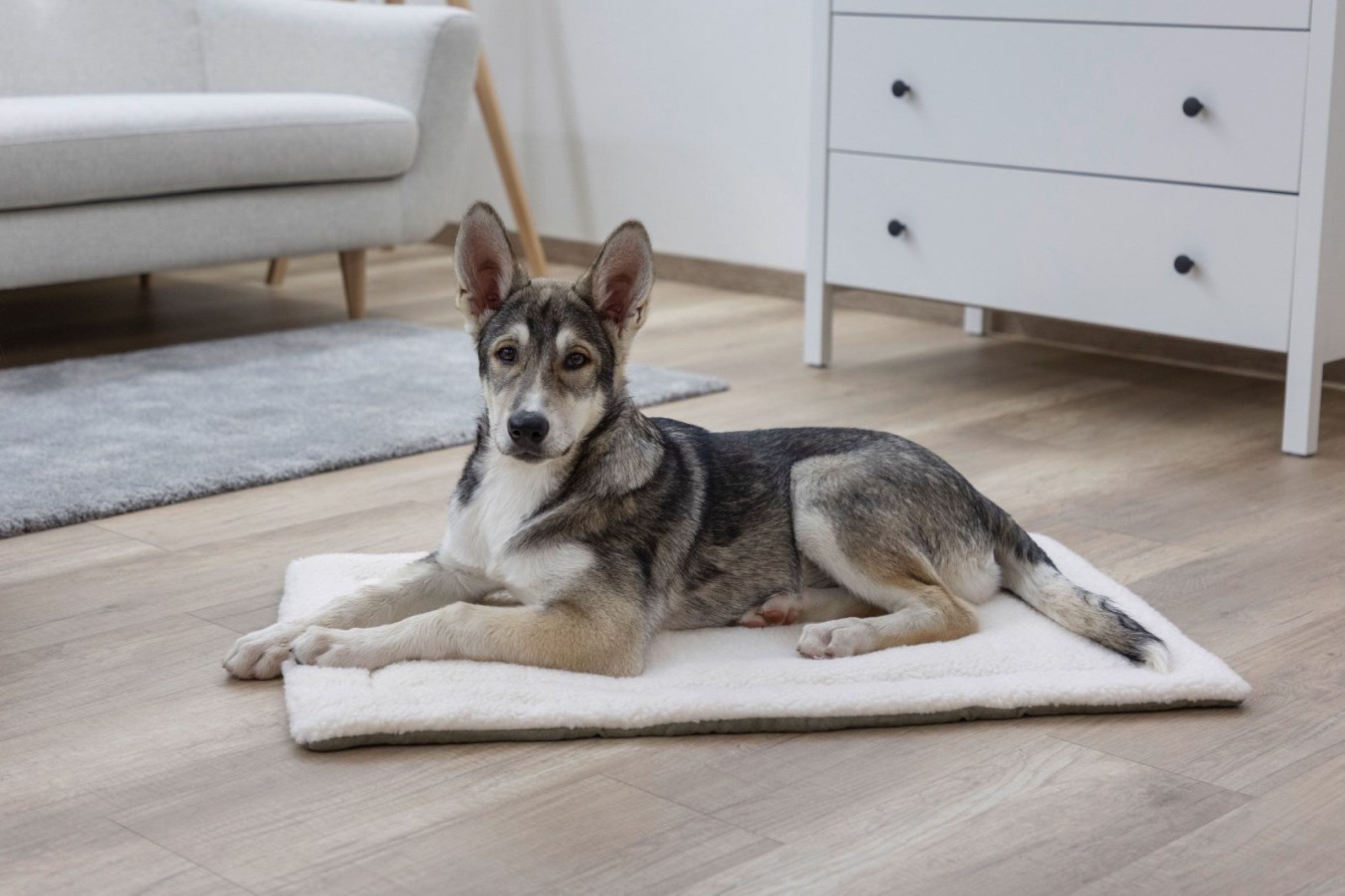 Kerbl Tierbett Kerbl Liegekissen Cleo Hunde und Katzen 58x36x4cm 82424