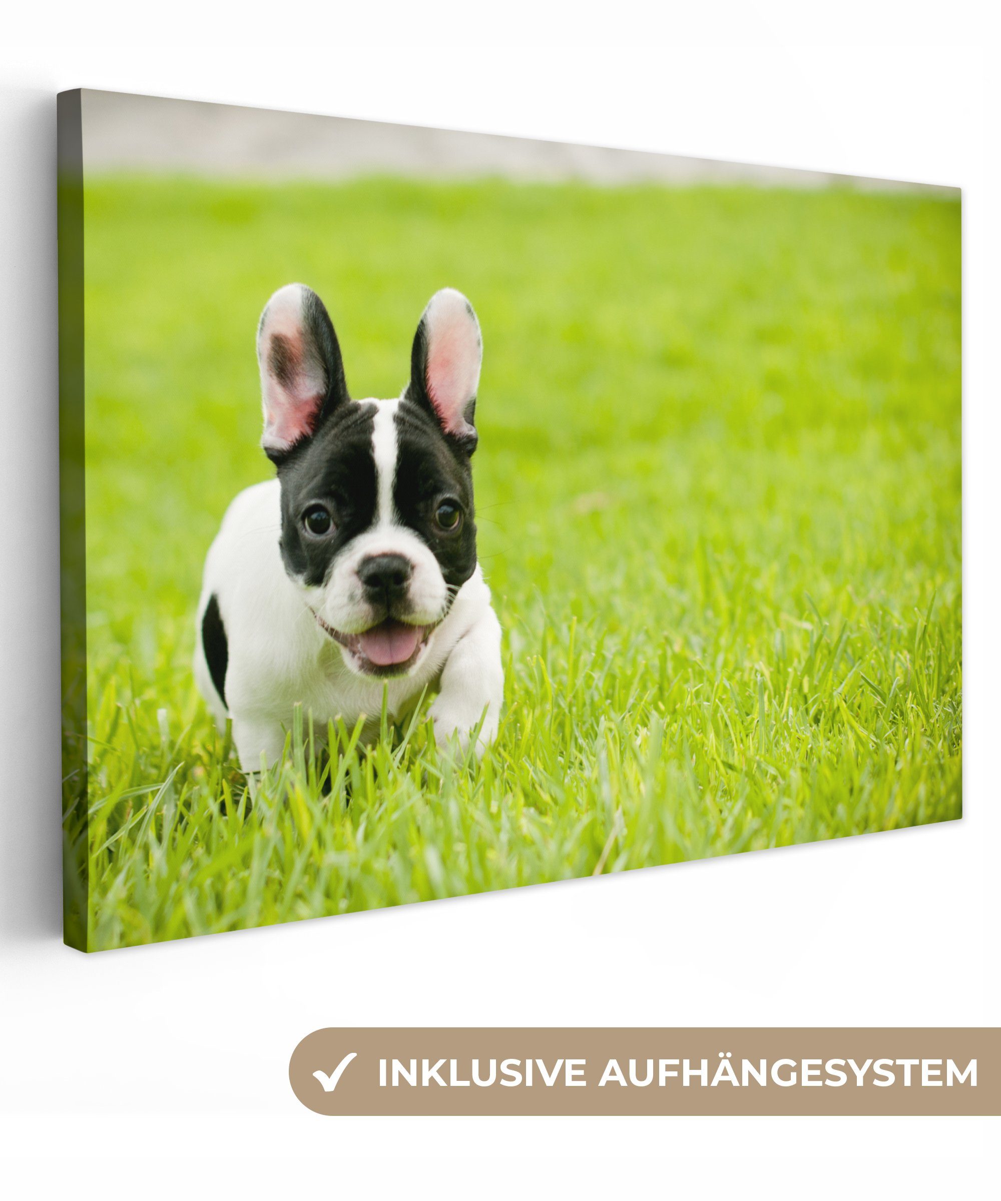 OneMillionCanvasses® Leinwandbild Französische Bulldogge - Welpe - Gras, (1 St), Wandbild Leinwandbilder, Aufhängefertig, Wanddeko, 30x20 cm