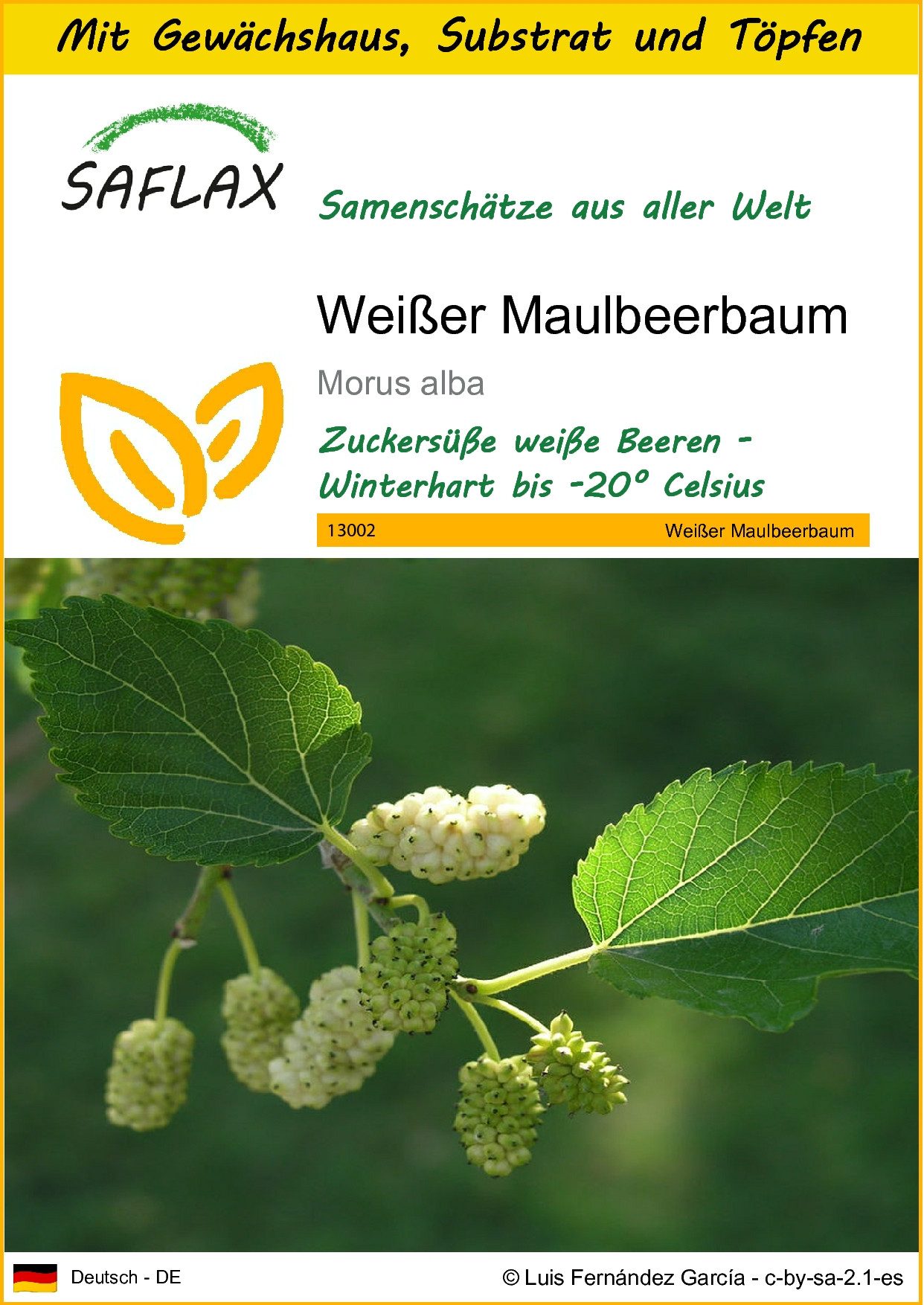 SAFLAX Blumensamen SAFLAX - Anzuchtset - Weißer Maulbeerbaum