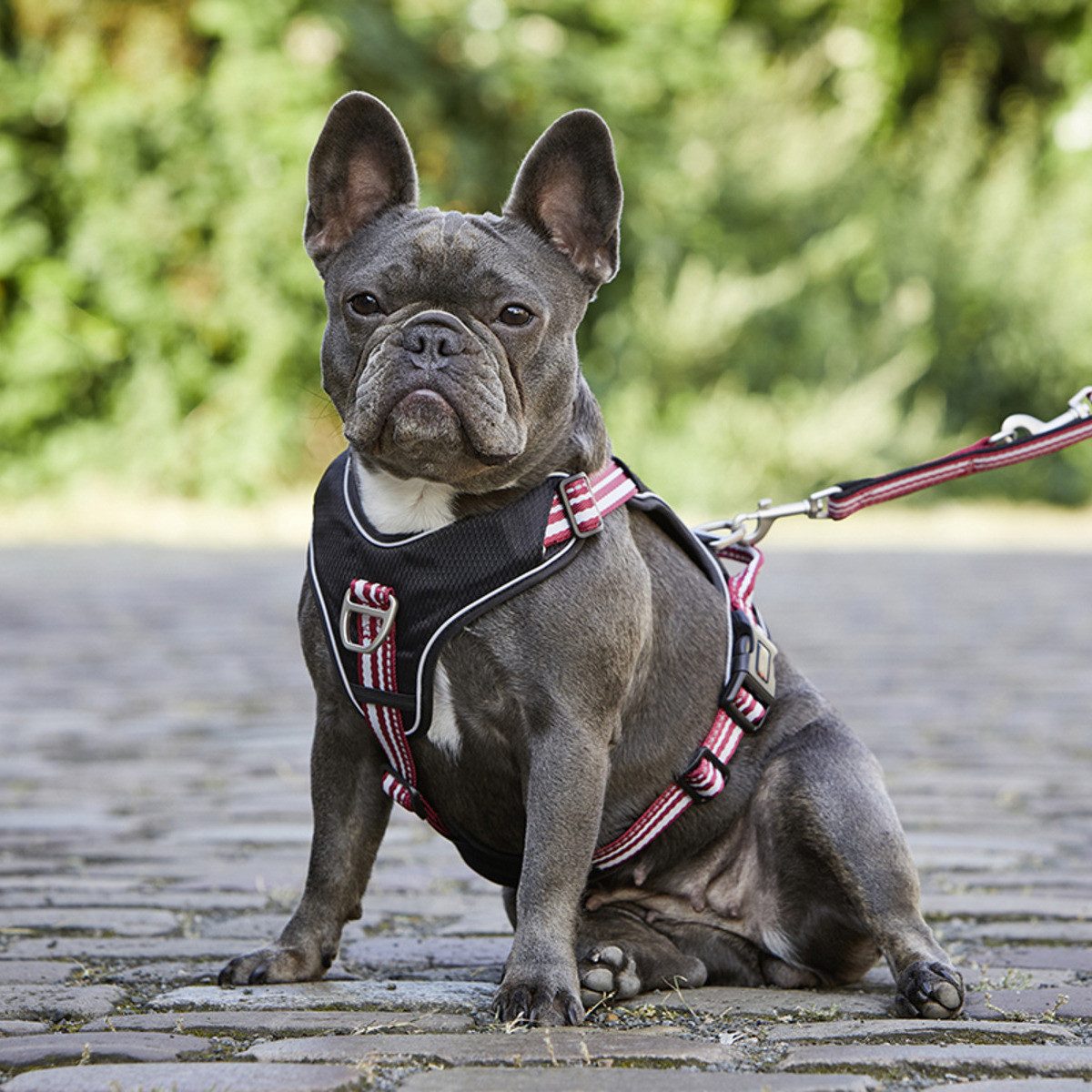 Wolters Hunde-Geschirr Geschirr Active Pro rot/schwarz günstig online kaufen