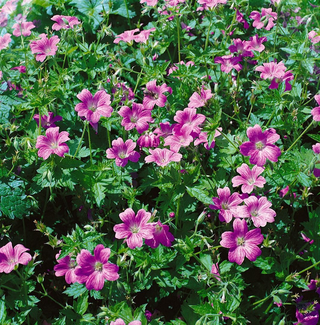 Pflanzen für Dich Staude Geranium x oxonianum, 1 St., Storchschnabel
