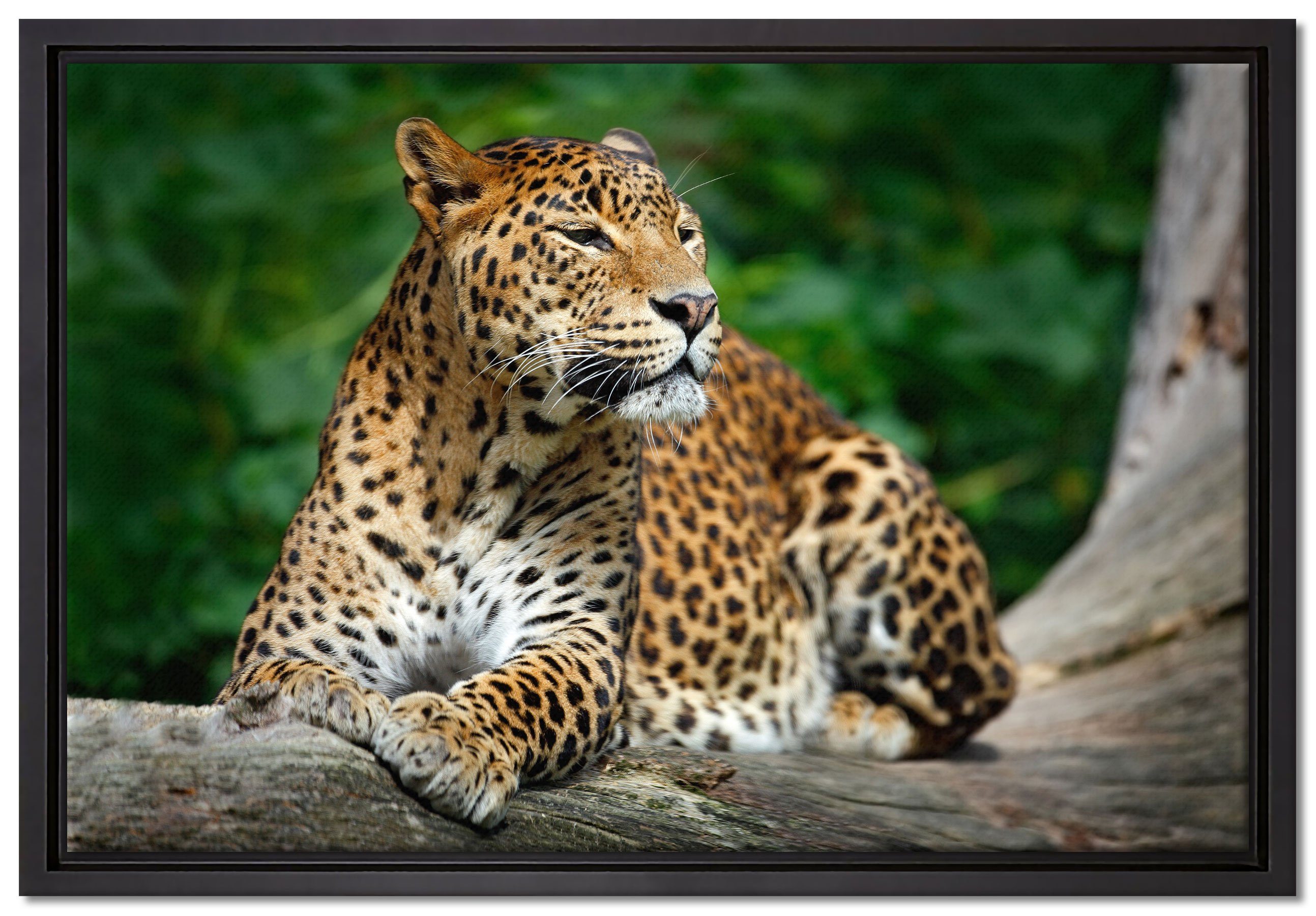 fertig Zackenaufhänger (1 Natur, St), in Pixxprint Leinwandbild gefasst, bespannt, einem in inkl. Wanddekoration Leinwandbild der Leopard Wunderschöner Schattenfugen-Bilderrahmen