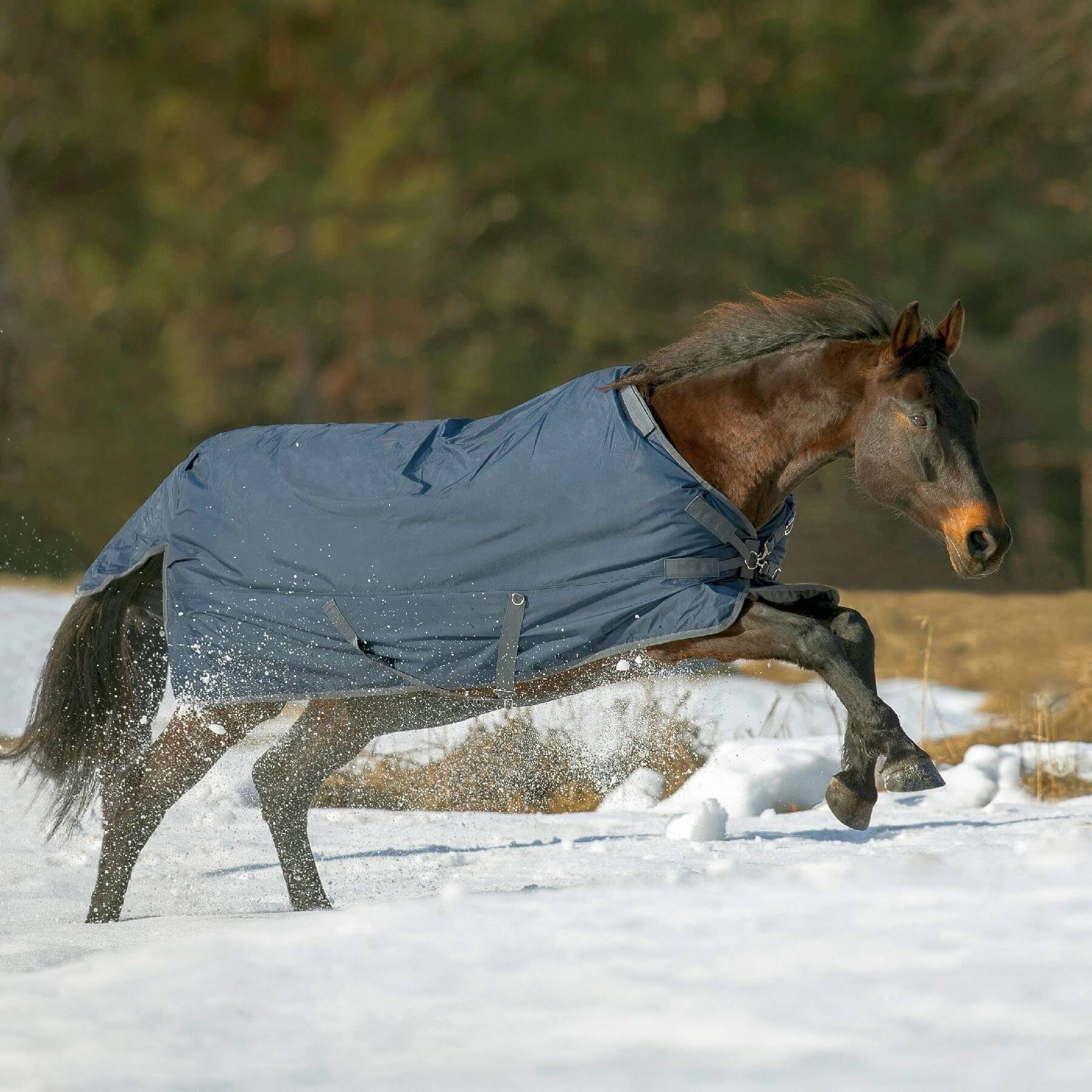 BUSSE Pferde-Thermodecke BUSSE Outdoordecke FLEXIBLE PRO 250, mit 250g Wärmeisolierung
