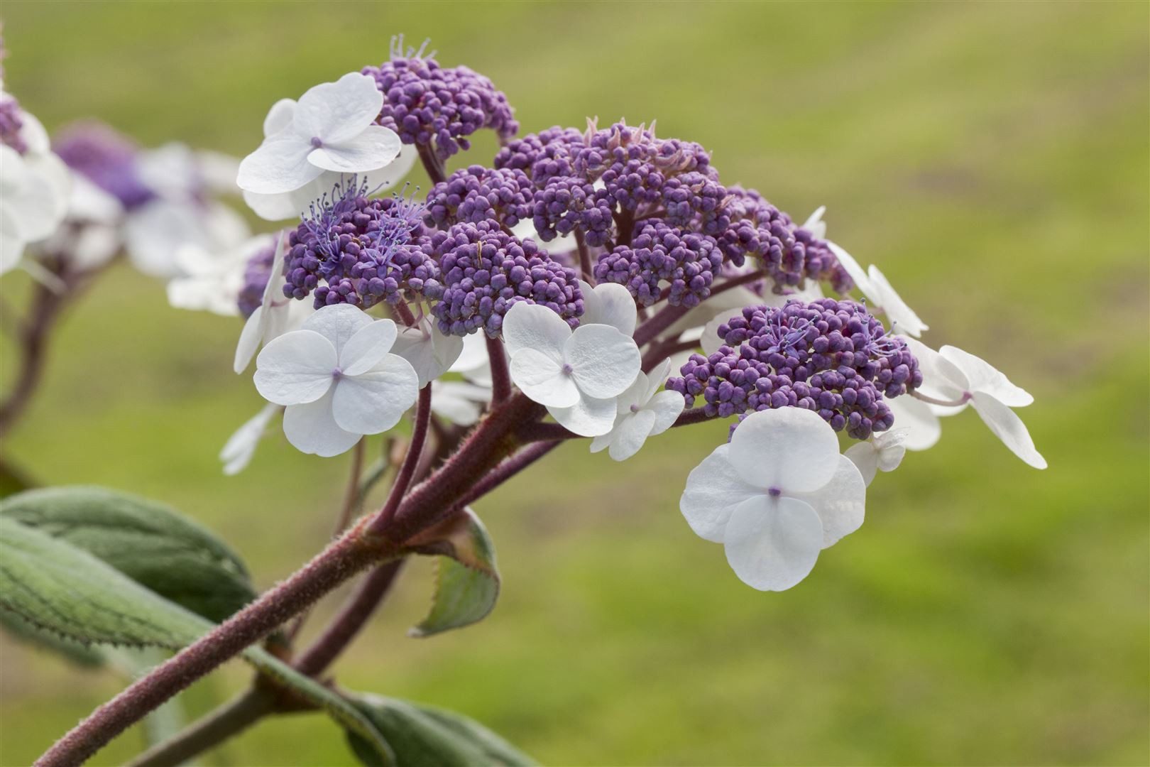 Pflanzen für Dich Gehölze Hydrangea aspera Macrophylla, 1 St., Raue Hortensie, Samthortensie