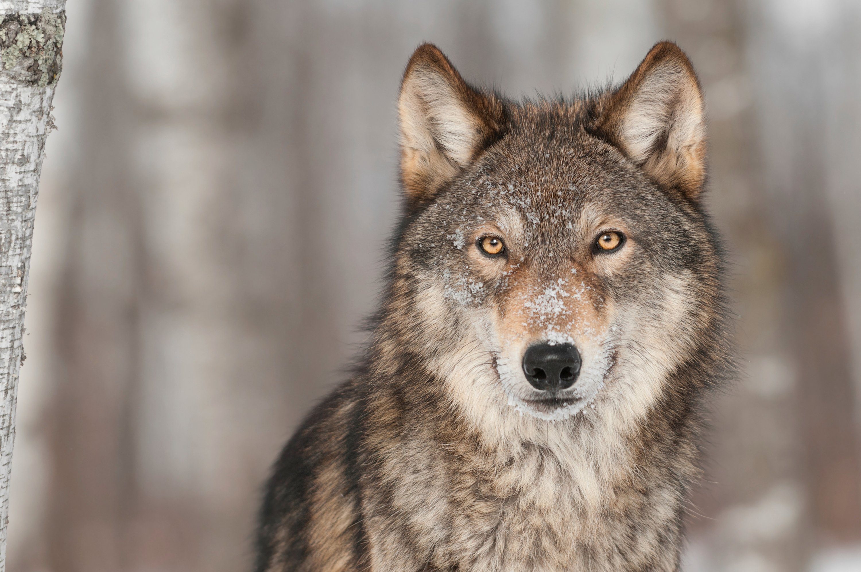 Papermoon Fototapete WOLF-TIER HUNDE RAUBTIER GRAU RUDEL WALD WILD NATUR