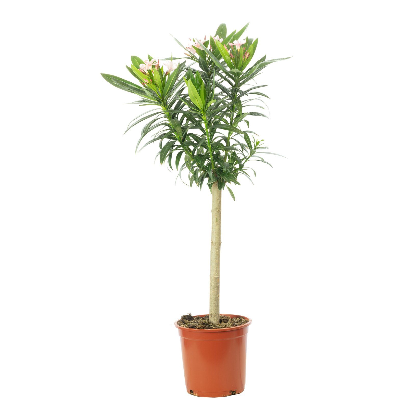 Flowerbox Kübelpflanzen Oleander Stamm Mix - Nerium Orleander, - Höhe 100 cm, Topf-Ø 21 cm. € 77,09