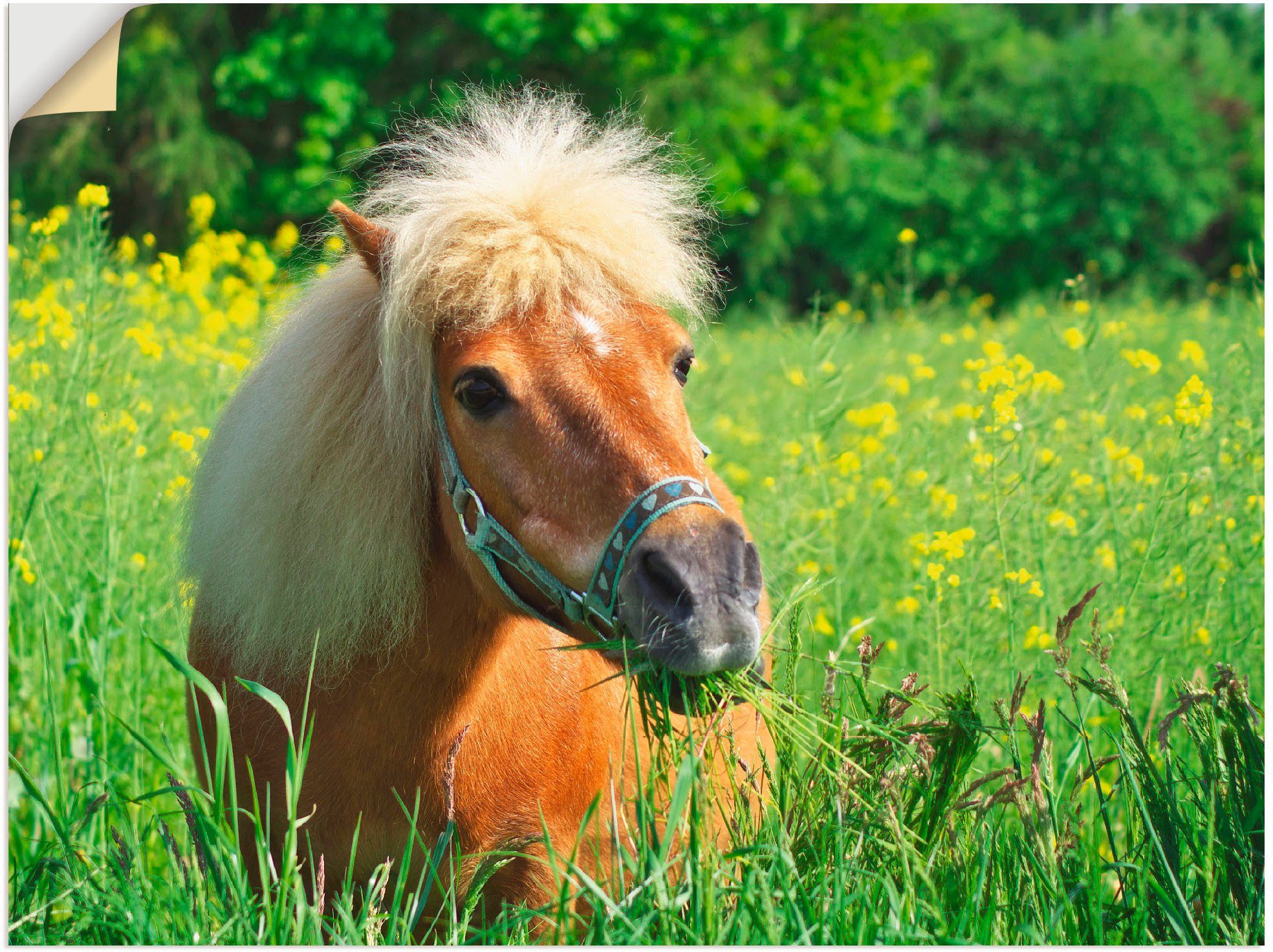 Artland Wandbild Shetland Pony, Haustiere (1 St), als Leinwandbild, Wandaufkleber oder Poster in versch. Größen