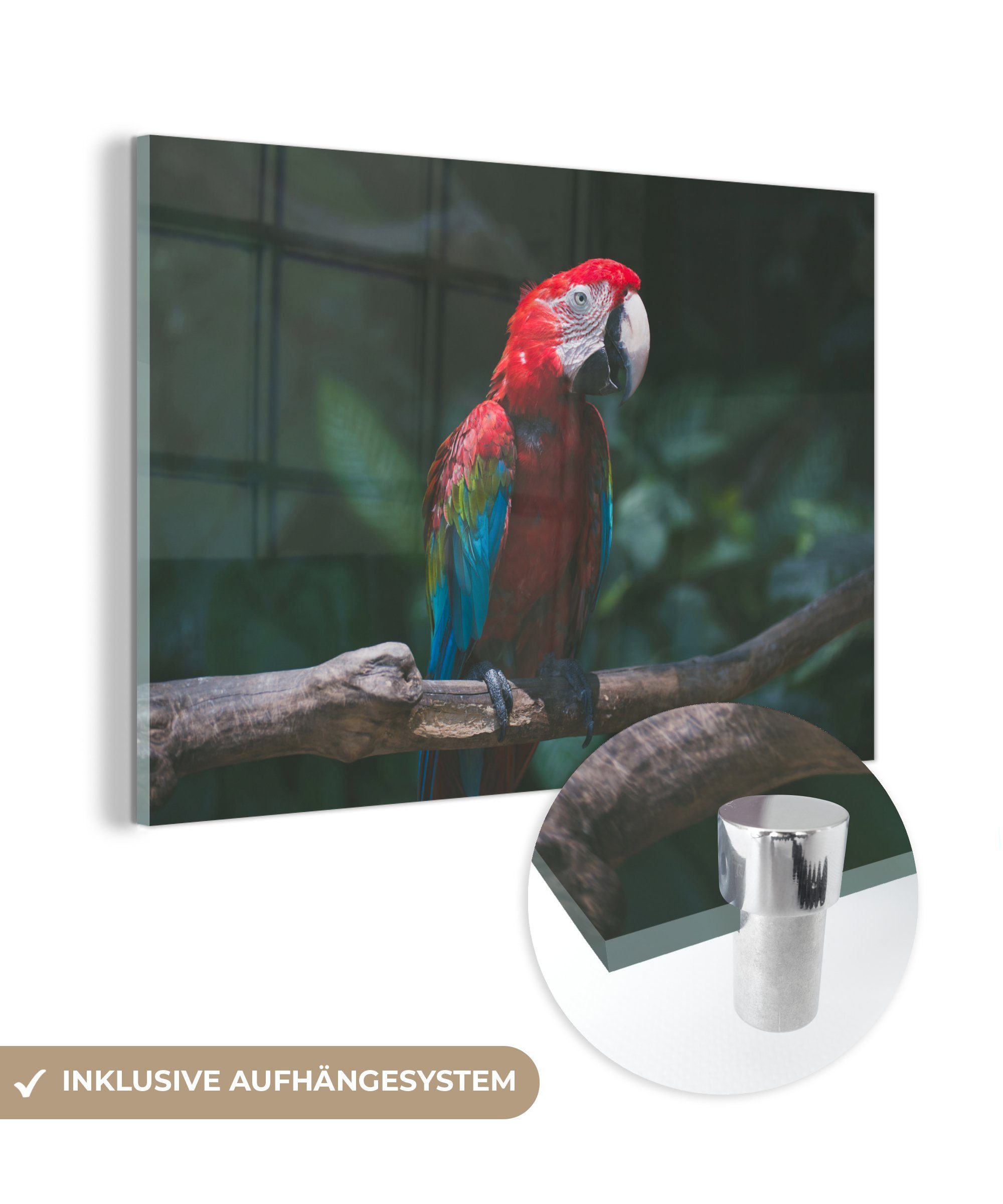 MuchoWow Acrylglasbild Vogel - Papagei - Ara, (1 St), Acrylglasbilder Wohnzimmer & Schlafzimmer