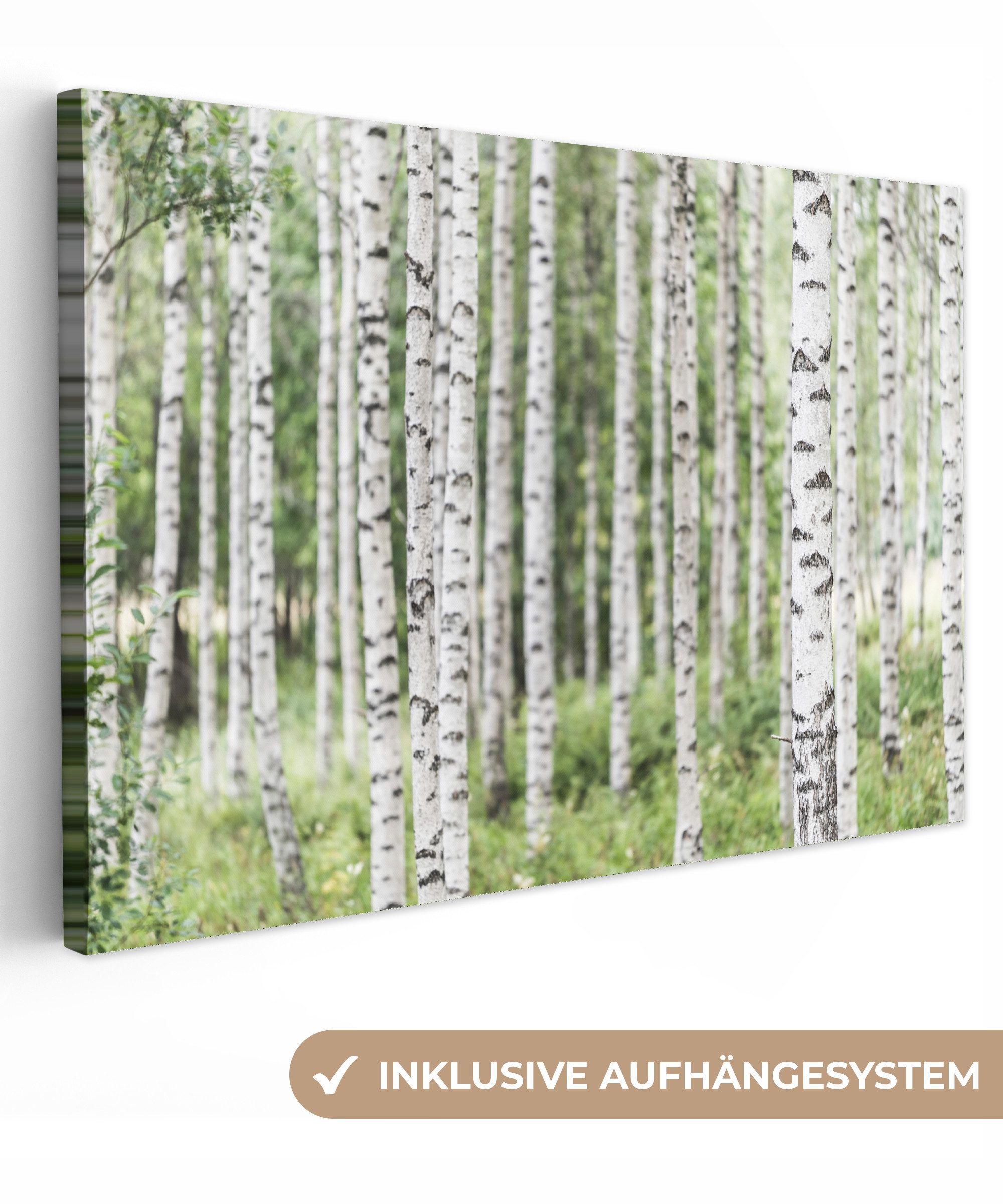 OneMillionCanvasses® Leinwandbild Ein ausgewachsener Birkenwald mit Baumstä günstig online kaufen