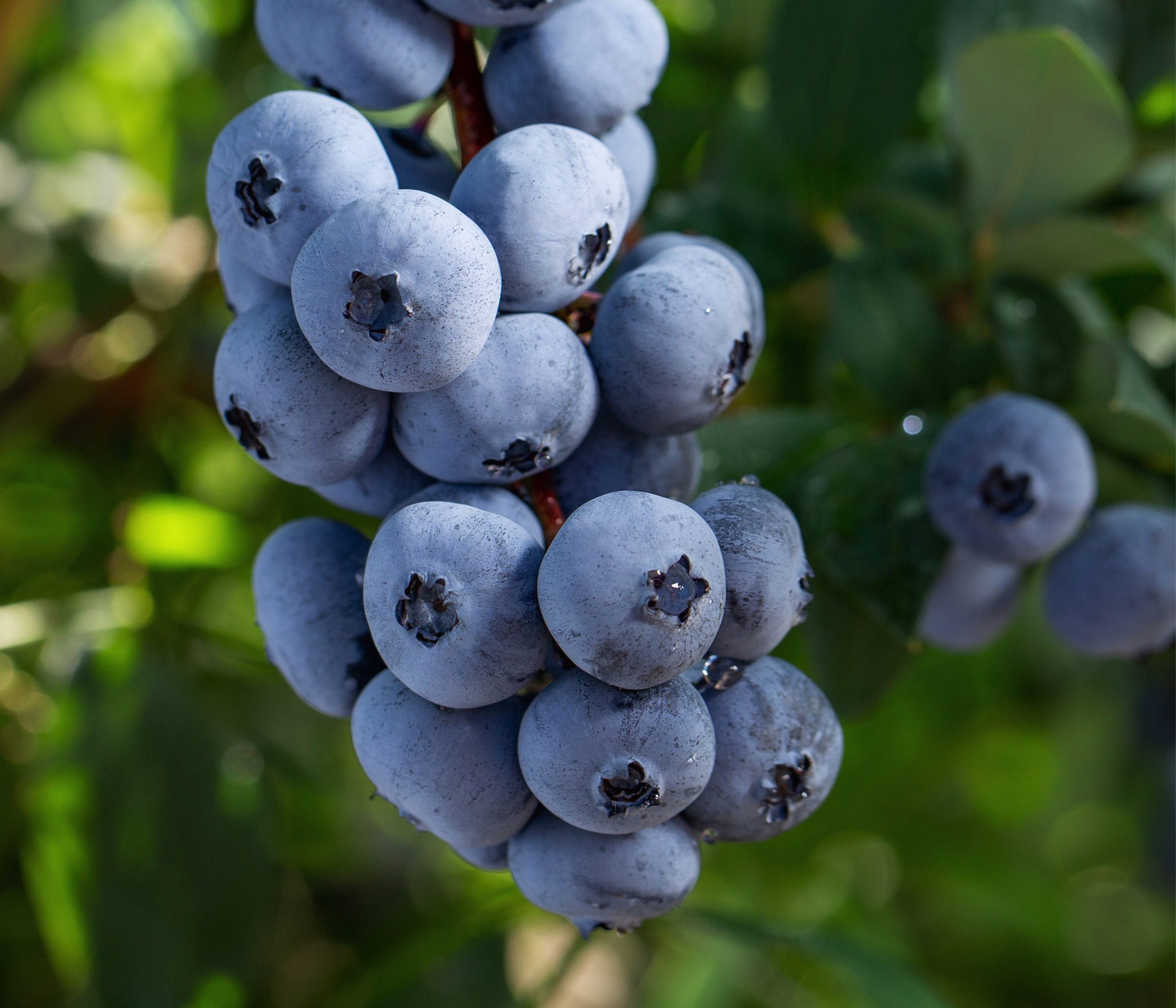 Dehner Obstpflanze Bio Heidelbeere Brigitta Blue, Größe 30-50 cm, mehrjähriger, selbstbefruchtender Beerenstrauch