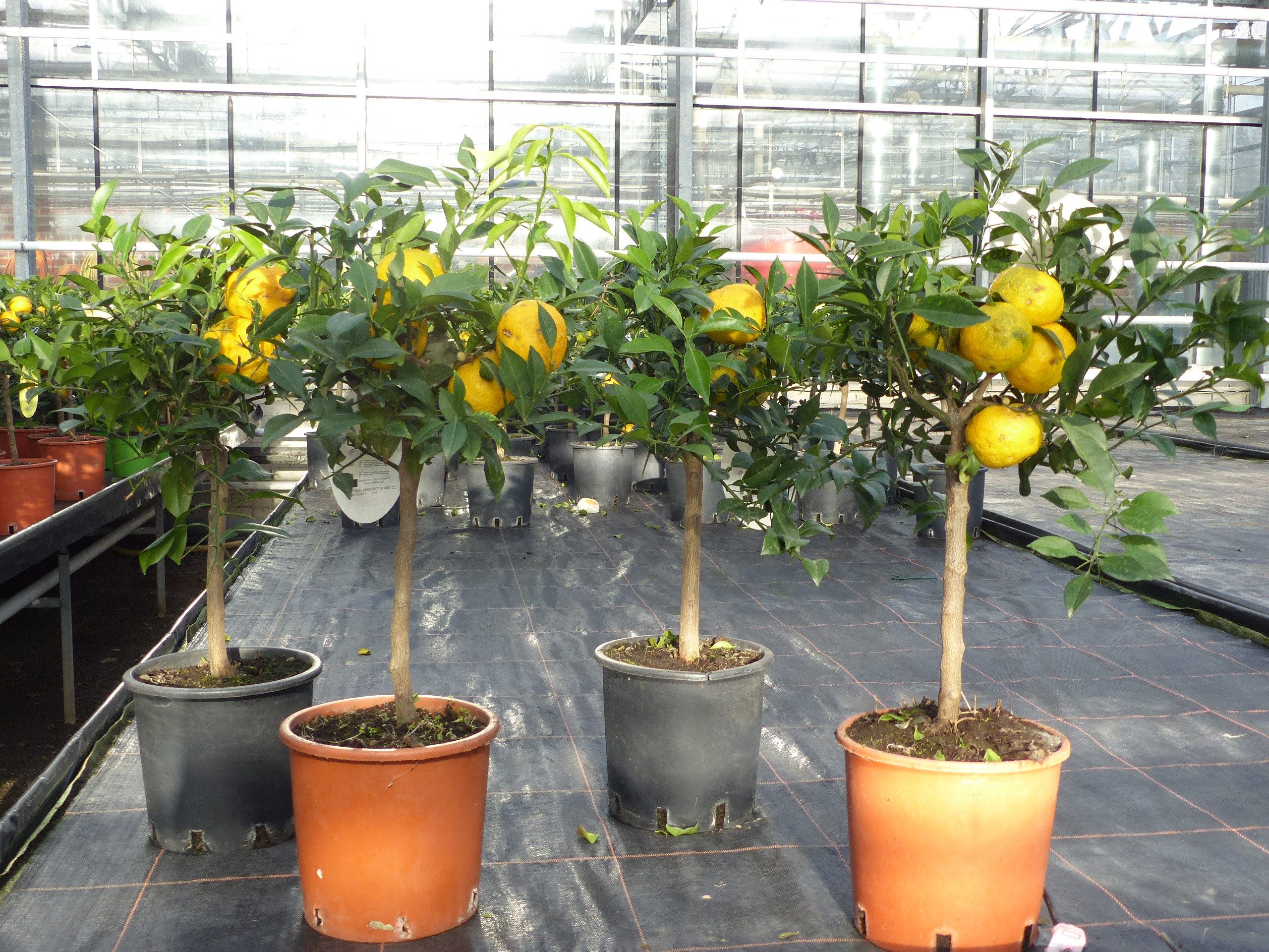 gruenwaren jakubik Zitronenbaum Citrus Yuzu 70 - 80 cm, Zitronenbaum Zitron günstig online kaufen