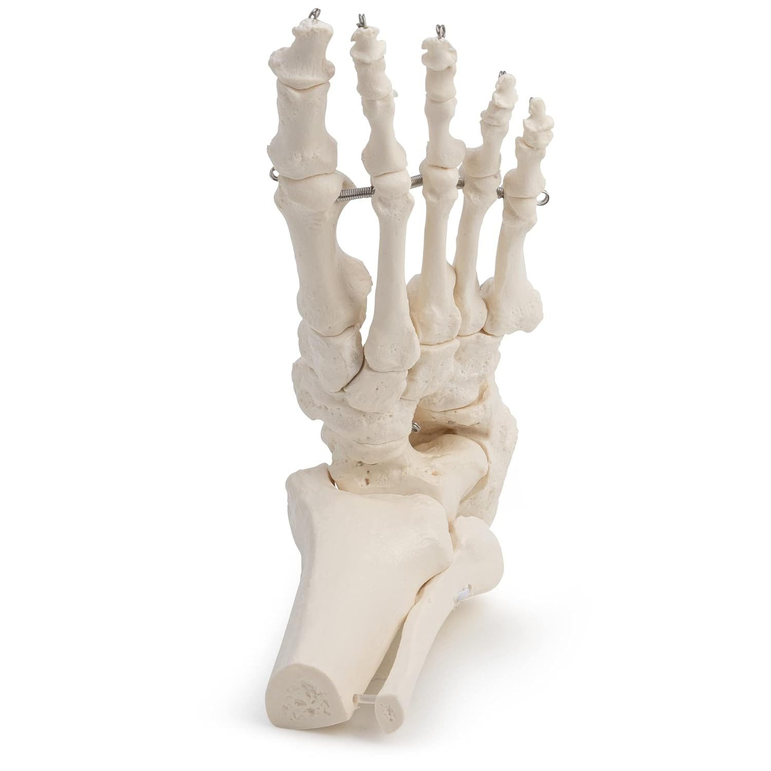 Cranstein Scientific Dekoobjekt Fußskelett Fuß Anatomie Modell lebensgroß mit Schien- und Wadenbeinans – Bild 4 von 5