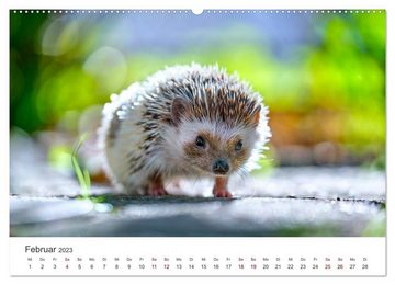 CALVENDO Wandkalender Igel - Niedliche kleine Stachelritter (Premium, hochwertiger DIN A2 Wandkalender 2023, Kunstdruck in Hochglanz)