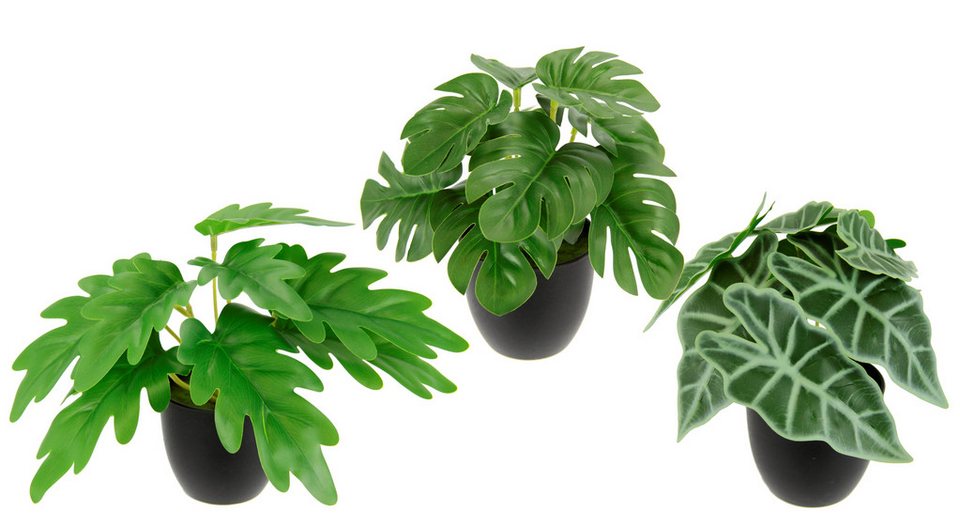 Bergpalme - Chamaedorea elegans - Höhe ca. 55 cm, Topf-Ø 17 cm | Flowerbox Floristikbedarf Onlineshop (vormals Blumenzentrale