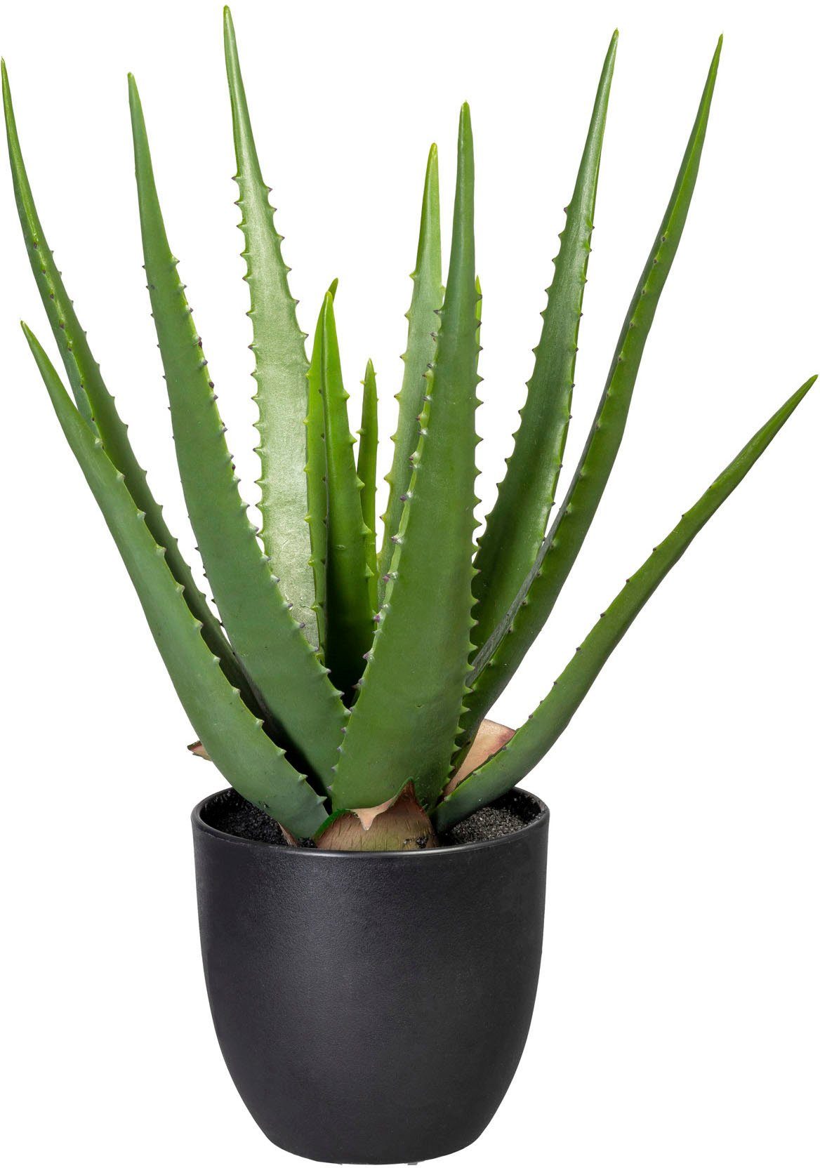 Künstliche Zimmerpflanze Aloe, Creativ green, Höhe günstig online kaufen