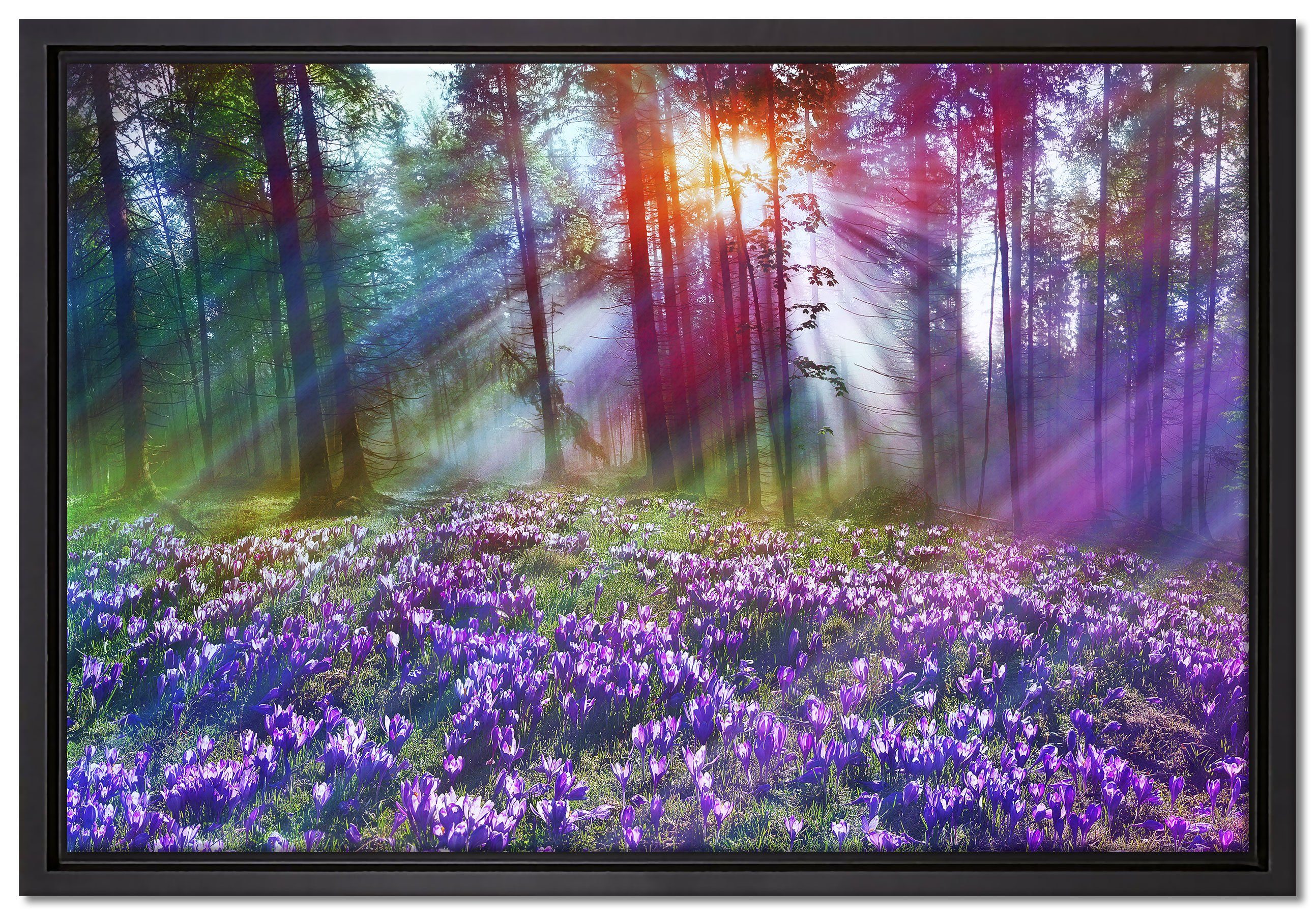 Pixxprint Leinwandbild Krokusse im Wald, Wanddekoration (1 St), Leinwandbild fertig bespannt, in einem Schattenfugen-Bilderrahmen gefasst, inkl. Zackenaufhänger