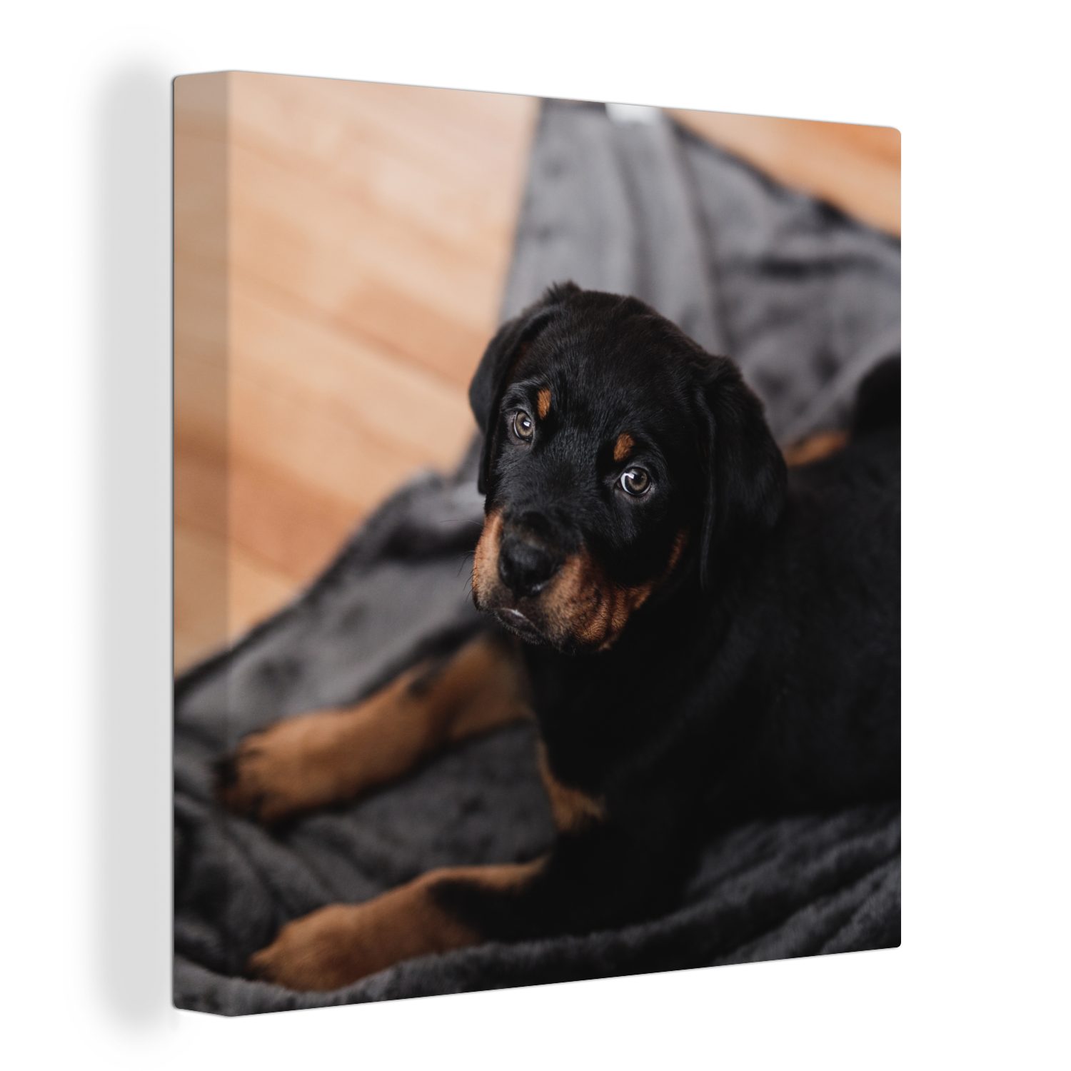 OneMillionCanvasses® Leinwandbild Ein Rottweiler-Welpe auf einem schwarzen Teppich, (1 St), Leinwand Bilder für Wohnzimmer Schlafzimmer