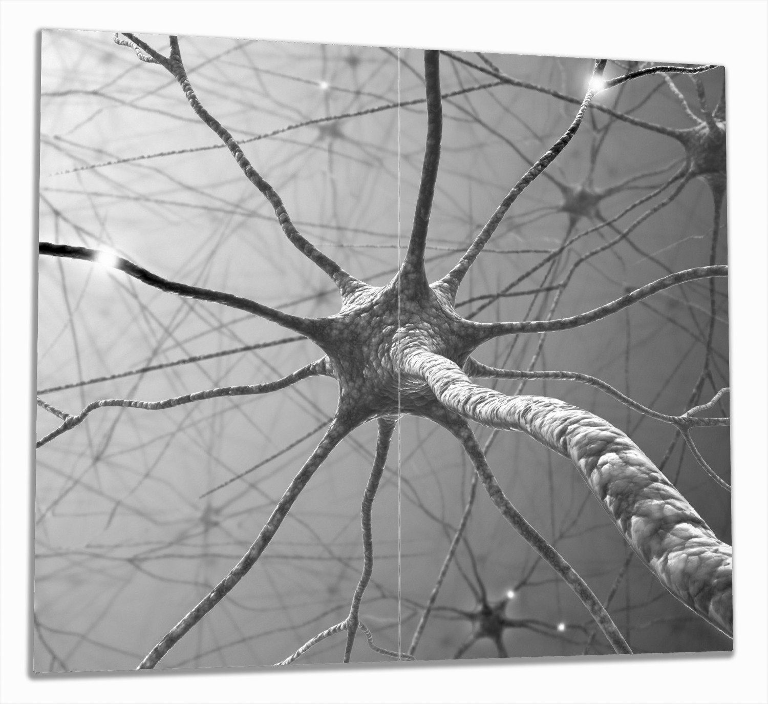 Wallario Herd-Abdeckplatte Menschliche Nervenzelle - schwarz weiß, ESG-Sicherheitsglas, (Glasplatte, 2 tlg., inkl. 5mm Noppen), verschiedene Größen