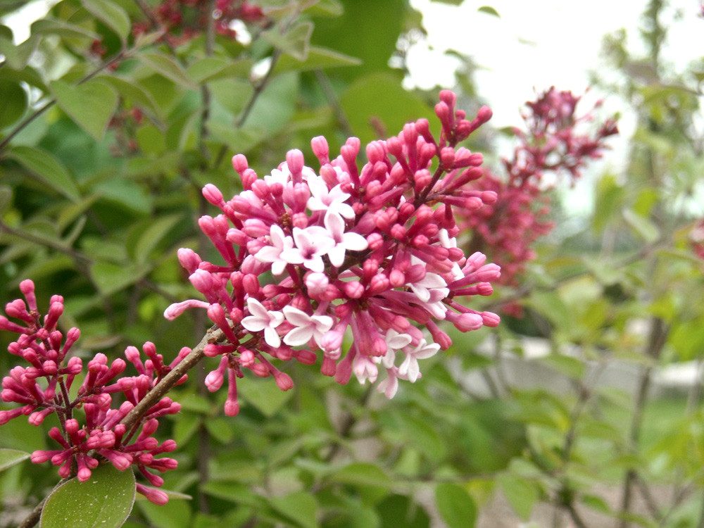 Garten von Ehren Zierstrauch Syringa microphylla Superba Containerware 60-80 cm hoch