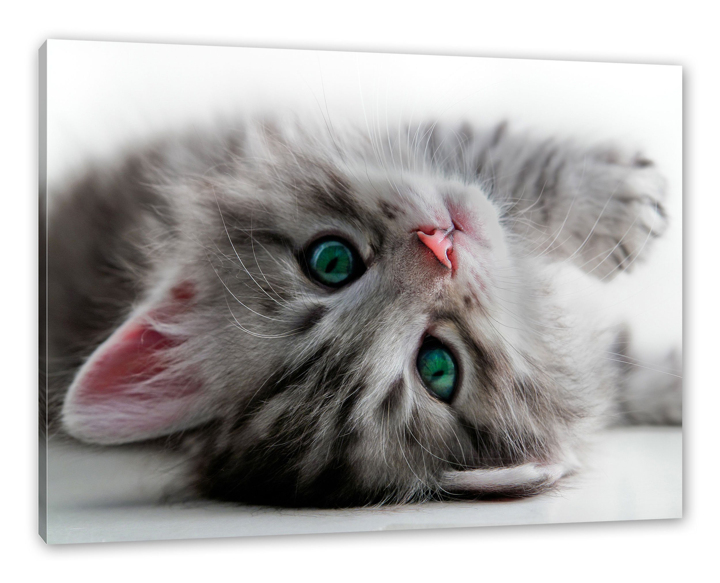 Pixxprint Leinwandbild Süßes Katzenbaby, Süßes Katzenbaby (1 St), Leinwandbild fertig bespannt, inkl. Zackenaufhänger
