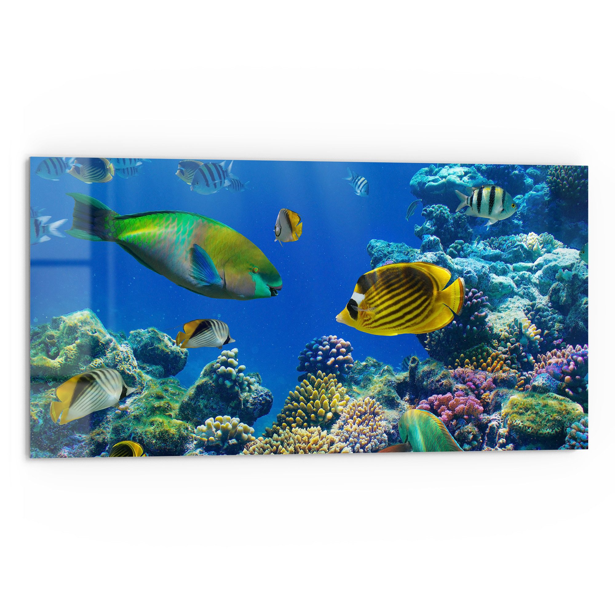 DEQORI Küchenrückwand 'Unterwasserwelten', Glas Spritzschutz Badrückwand He günstig online kaufen