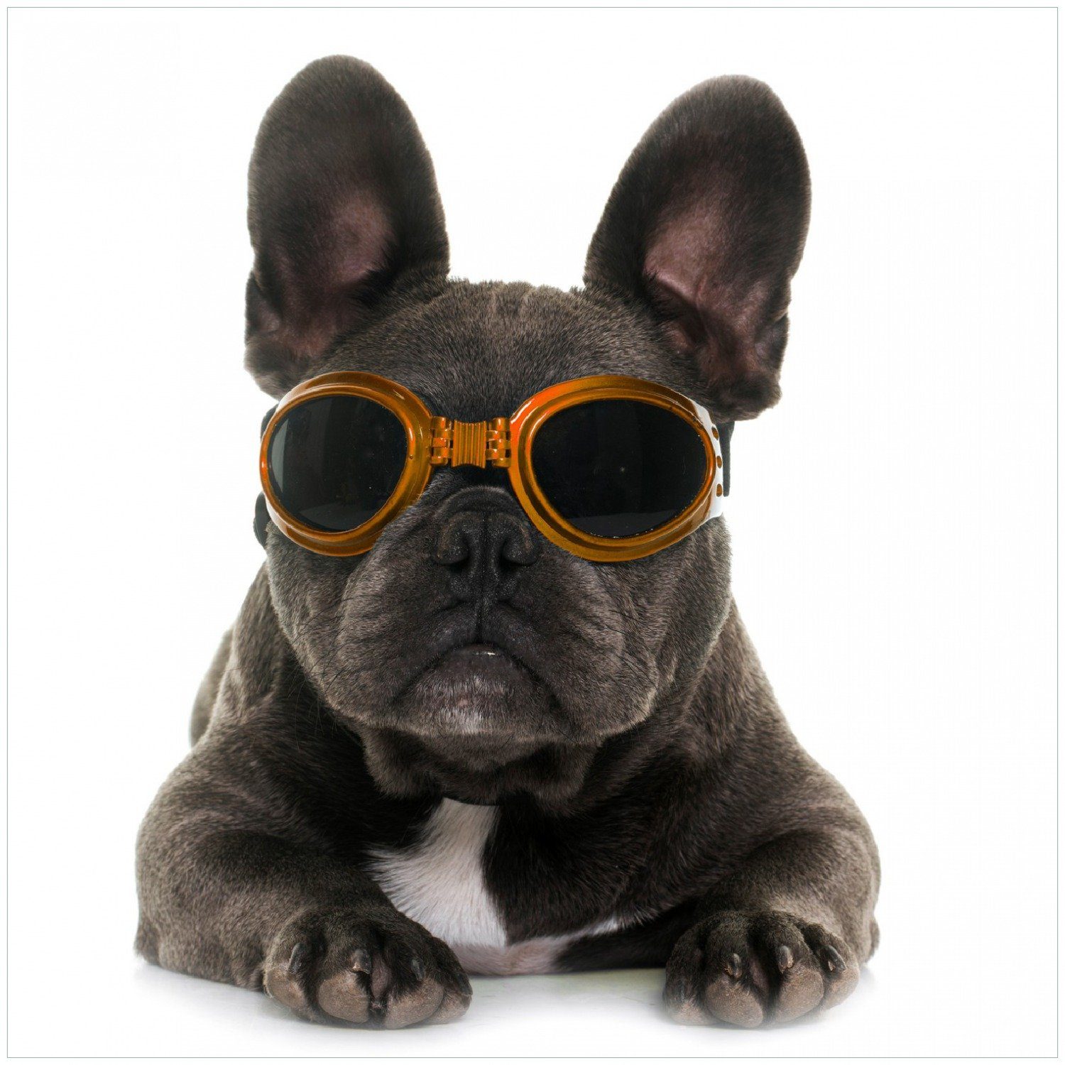 Wallario Memoboard Cooler Hund mit Sonnenbrille in orange - Französische Bulldogge
