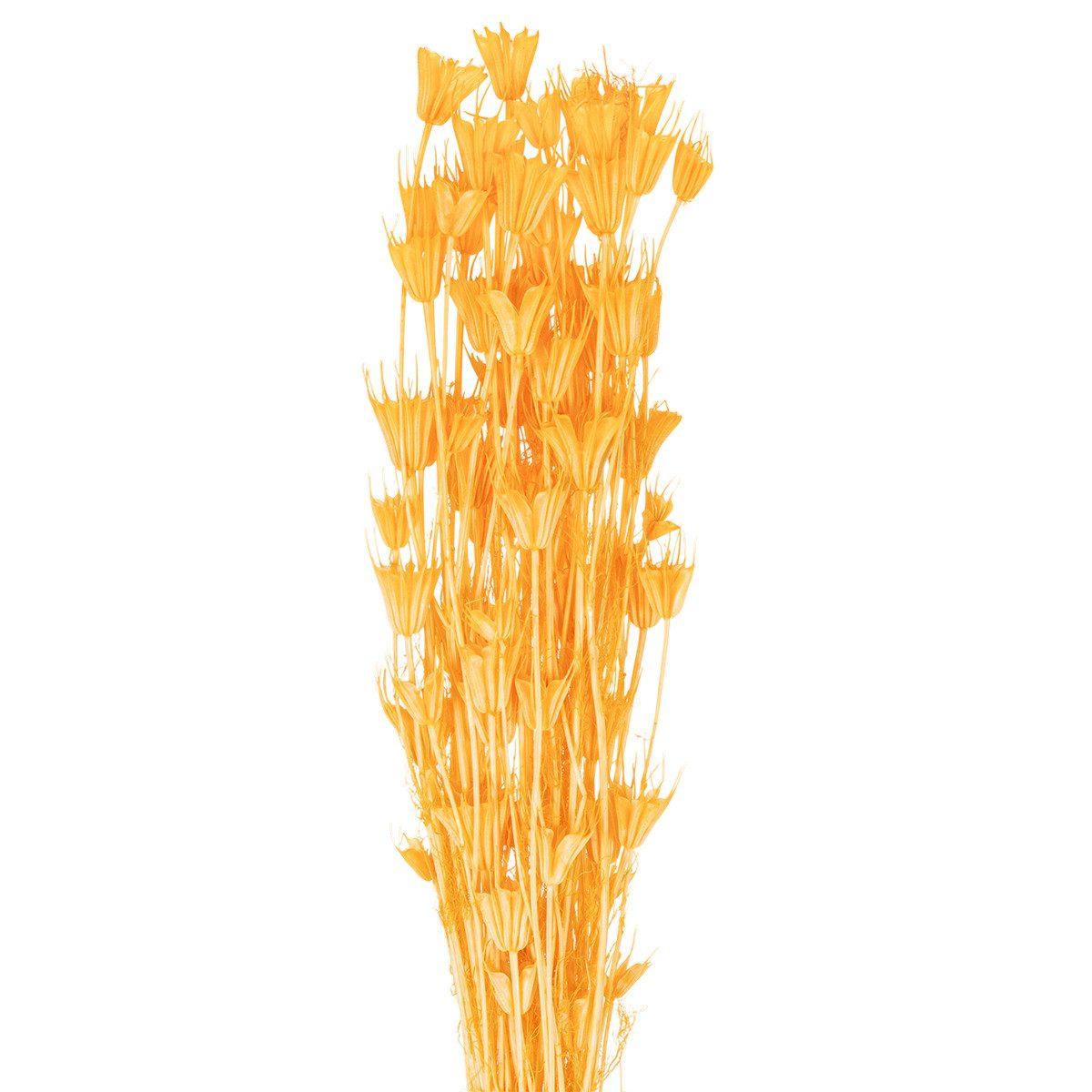 Trockenblume Trockenblumen Arrangement Nigella Deko Highlight für, Florists Products, Höhe 70 cm