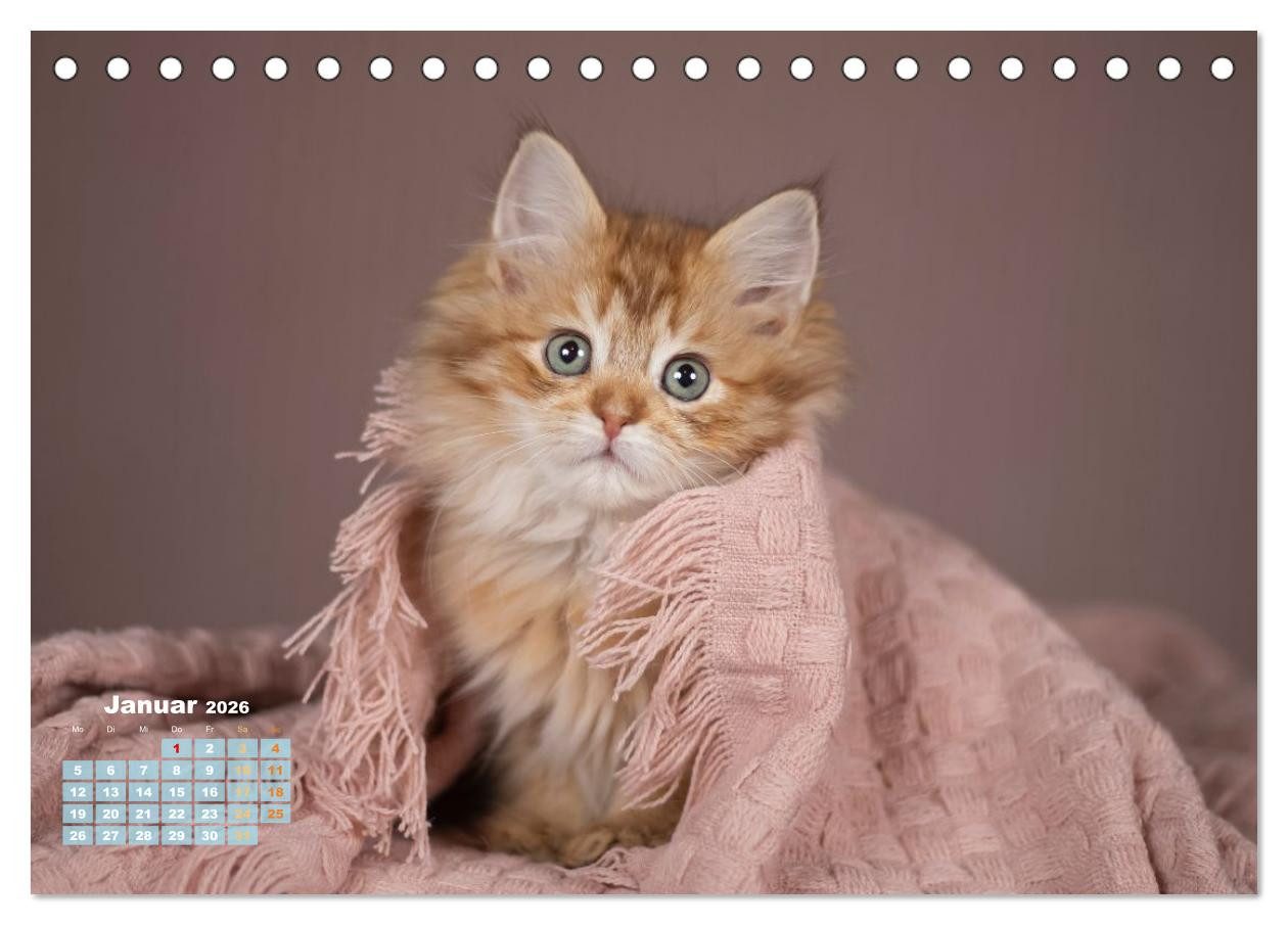 CALVENDO Wandkalender Die Kitten kommen. (Tischkalender 2026 DIN A5 quer), CALVENDO Monatska