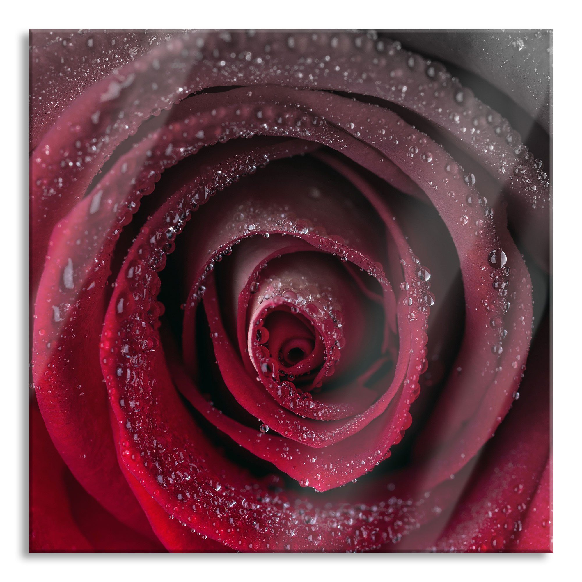 Glasbild Rote zarte Rosenblüte