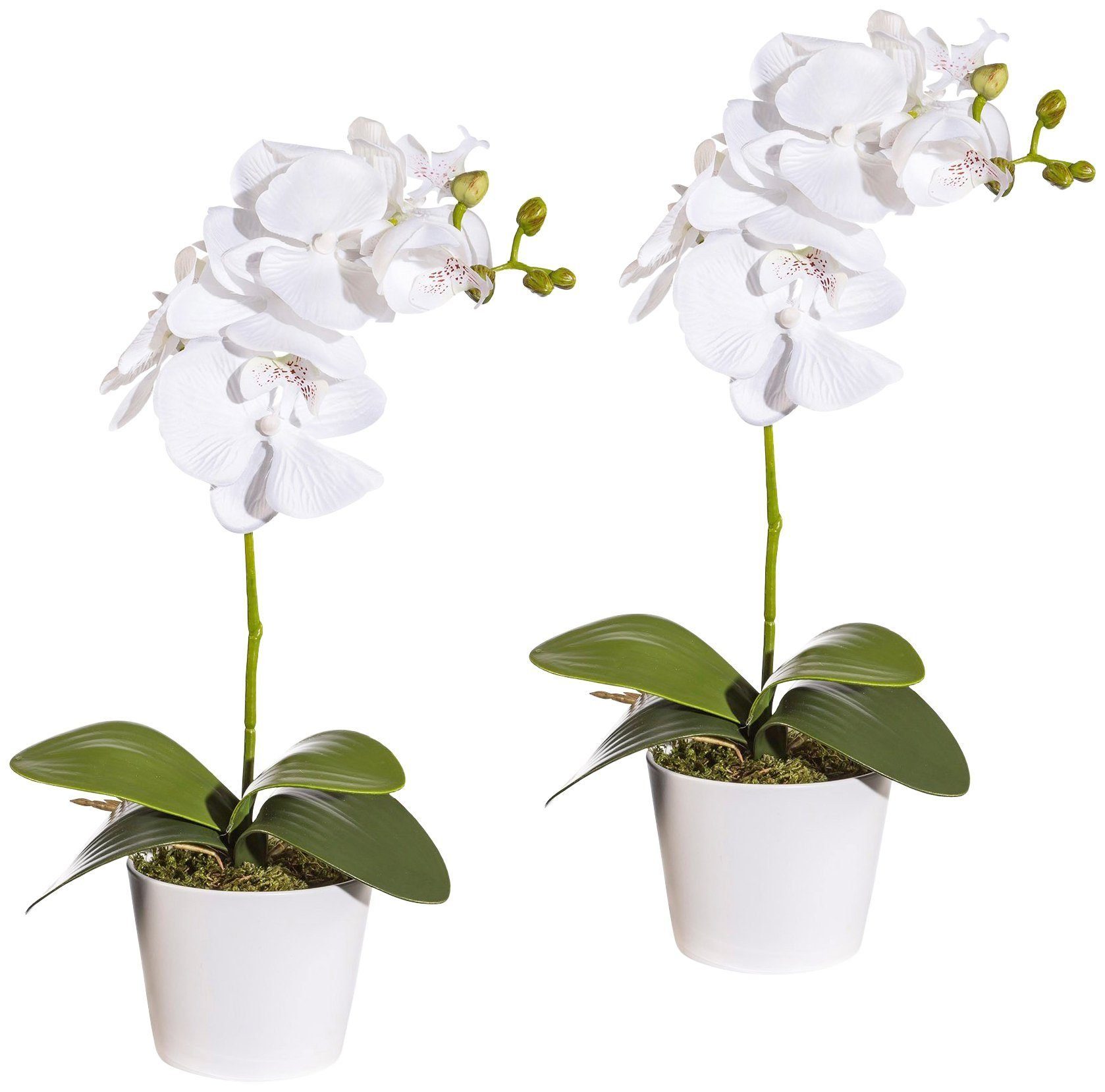 Kunstpflanze Orchidee Phalaenopsis Orchidee, Creativ green, Höhe 40 cm, im  Keramiktopf, Kombination aus edlen Blüten & hochwertigem Topf | Kunstorchideen