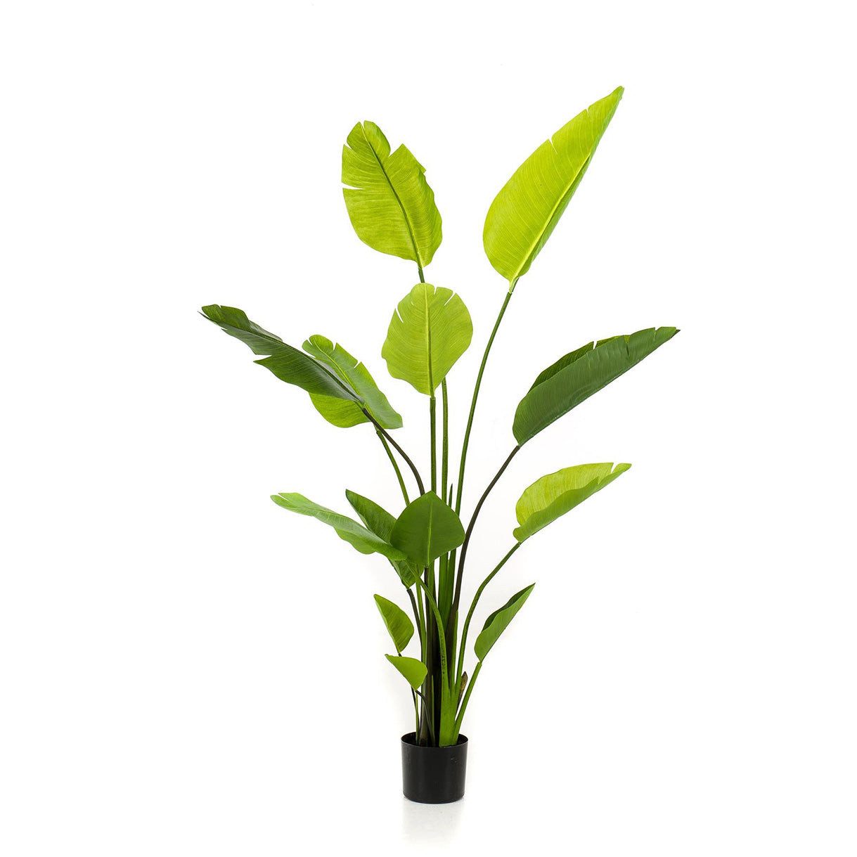 Kunstpflanze Künstliche Pflanze Strelitzia Nicolai – Paradiesvogelblume – 150 cm Paradiesvogelblume, Florora, Höhe 150 cm, stilvolle Pflanzenoptik