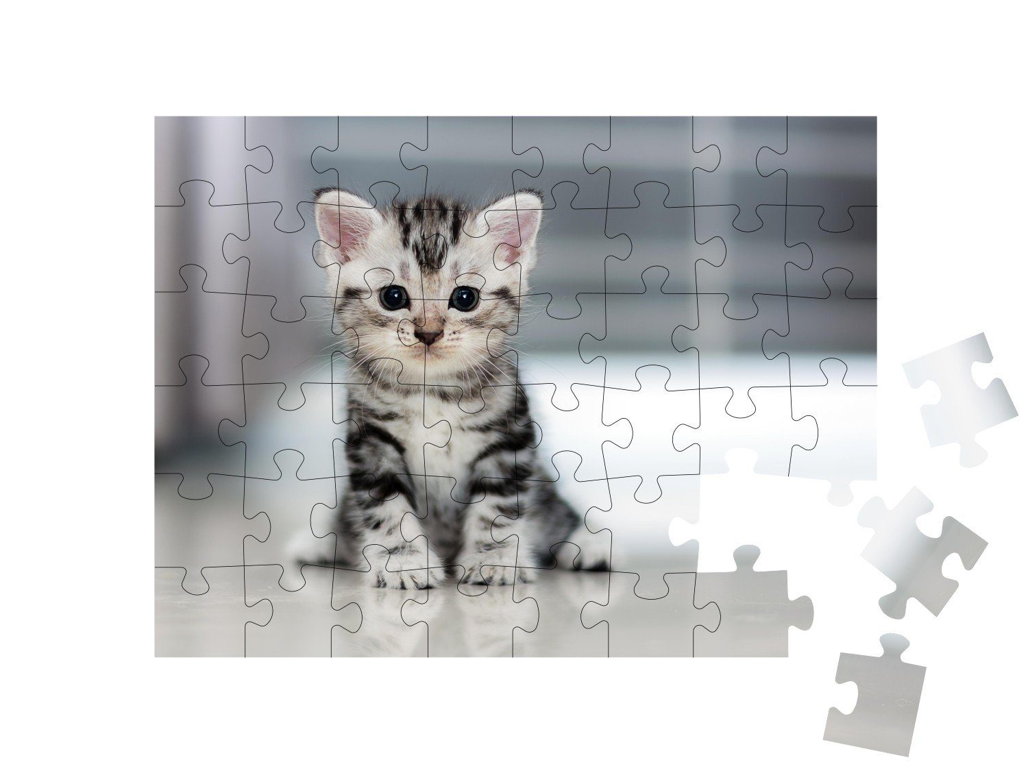 48 Katzen-Puzzles puzzleYOU-Kollektionen Puzzle American-Shorthair-Katzenbaby, puzzleYOU Puzzleteile, Niedliches