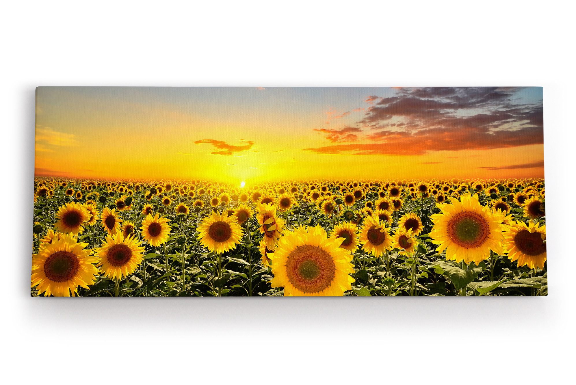 Leinwandbild Sonnenblumen Blumenfeld Sonnenblumenfeld Sonne Gelb