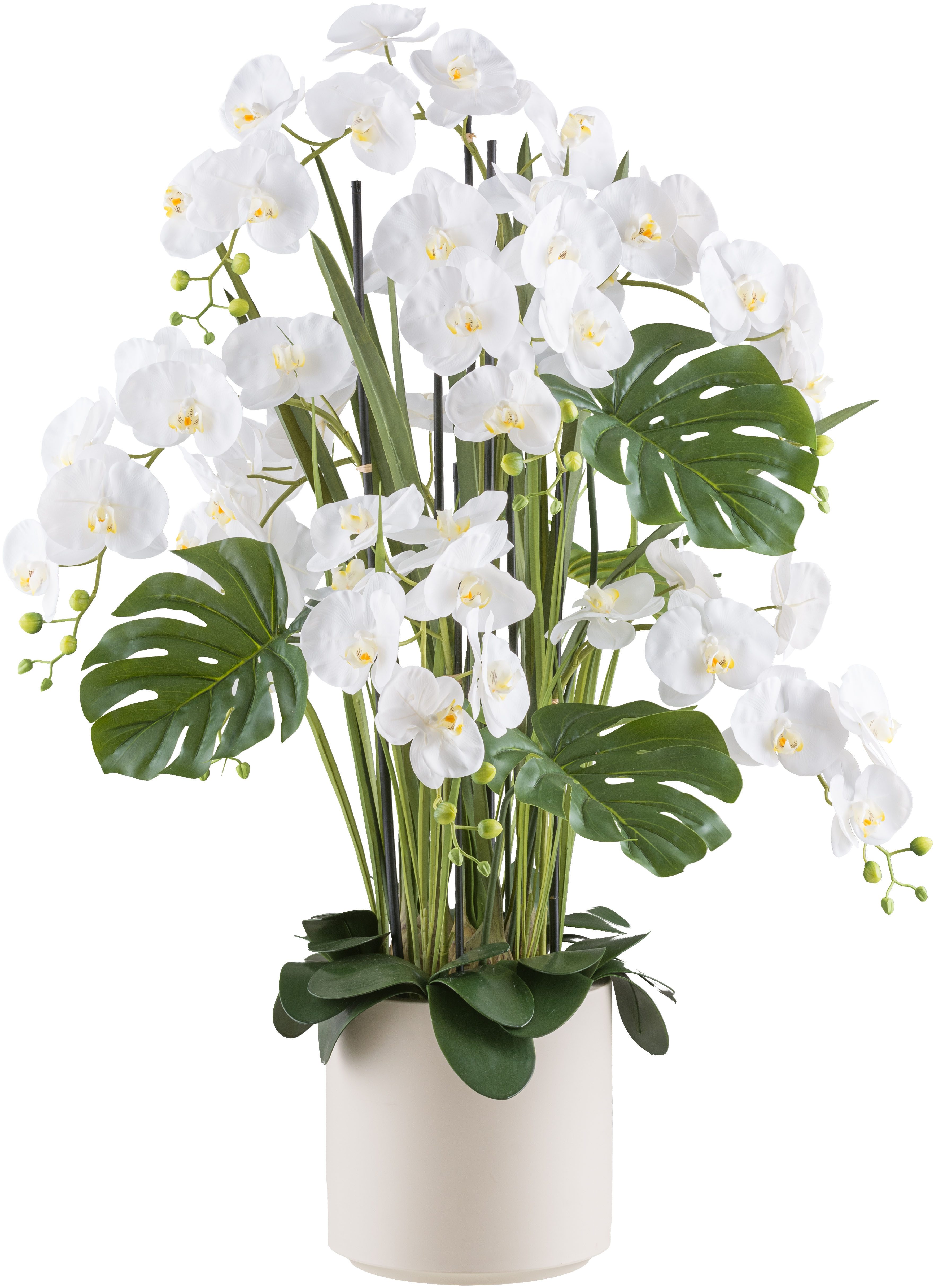 Kunstorchidee Orchidee Phalaenopsis, Creativ green, Höhe günstig online kaufen