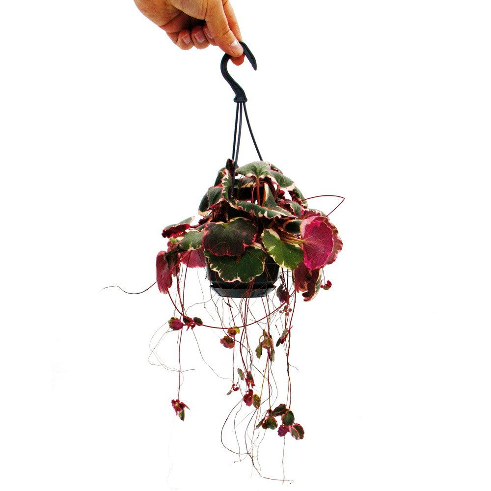 Exotenherz Zimmerpflanze Pflegeleichte Mini-Ampelpflanzen in der 12cm Ampel günstig online kaufen