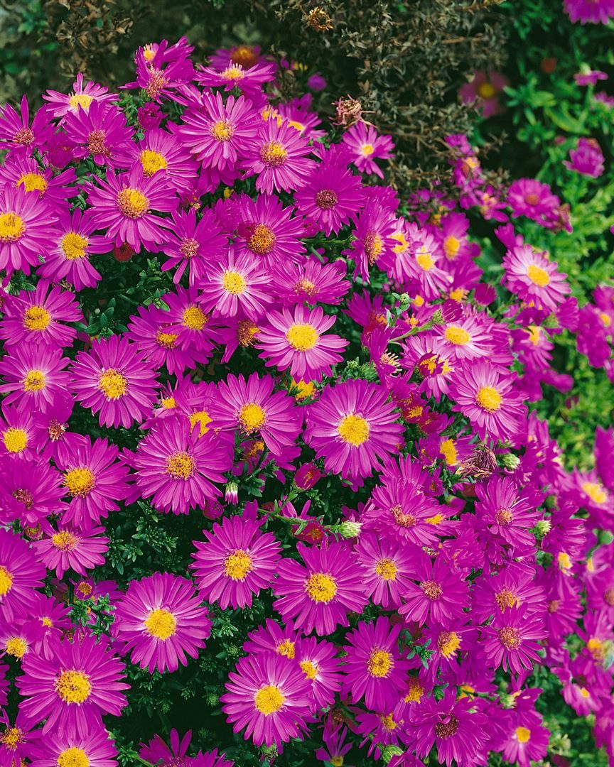 Pflanzen für Dich Staude Aster dumosus Starlight, 1 St., Kissen-Aster, Herbstaster