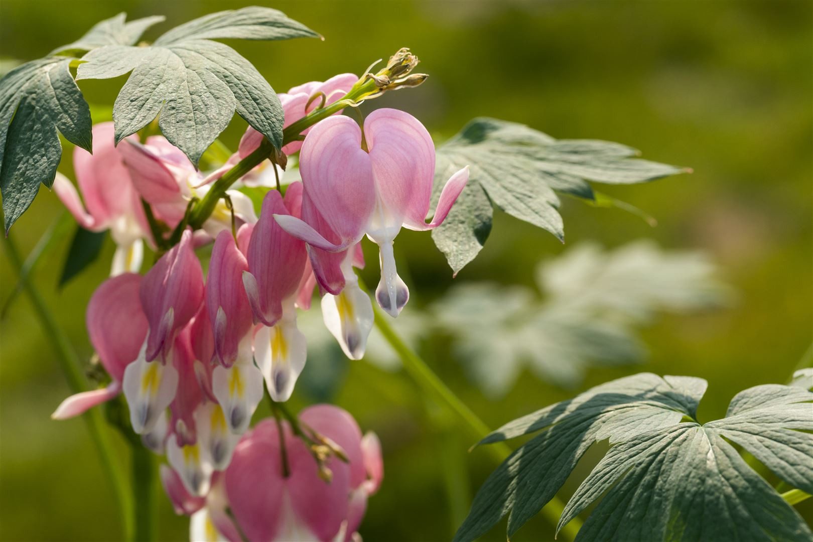 Pflanzen für Dich Staude Dicentra spectabilis, 1 St., Tränendes Herz, Herzblume