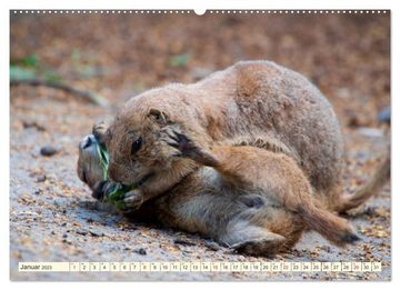 CALVENDO Wandkalender Präriehunde - süße Säuger (Premium, hochwertiger DIN A2 Wandkalender 2023, Kunstdruck in Hochglanz)