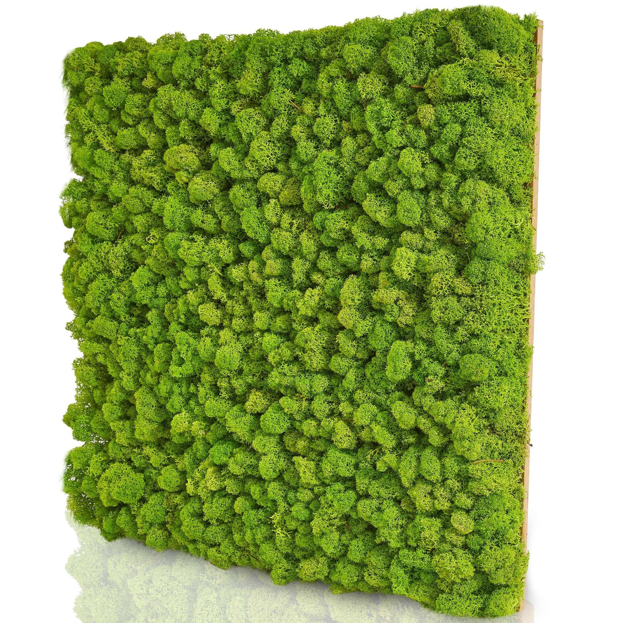 naturewalls Wandpaneel Moospaneele PREMIUM 50x50 -Moosbild günstig online kaufen