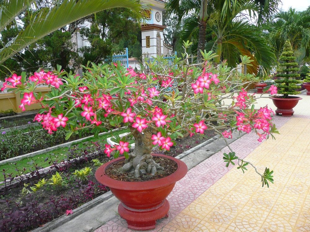 SAFLAX Blumensamen SAFLAX - Samen - Wüstenrose