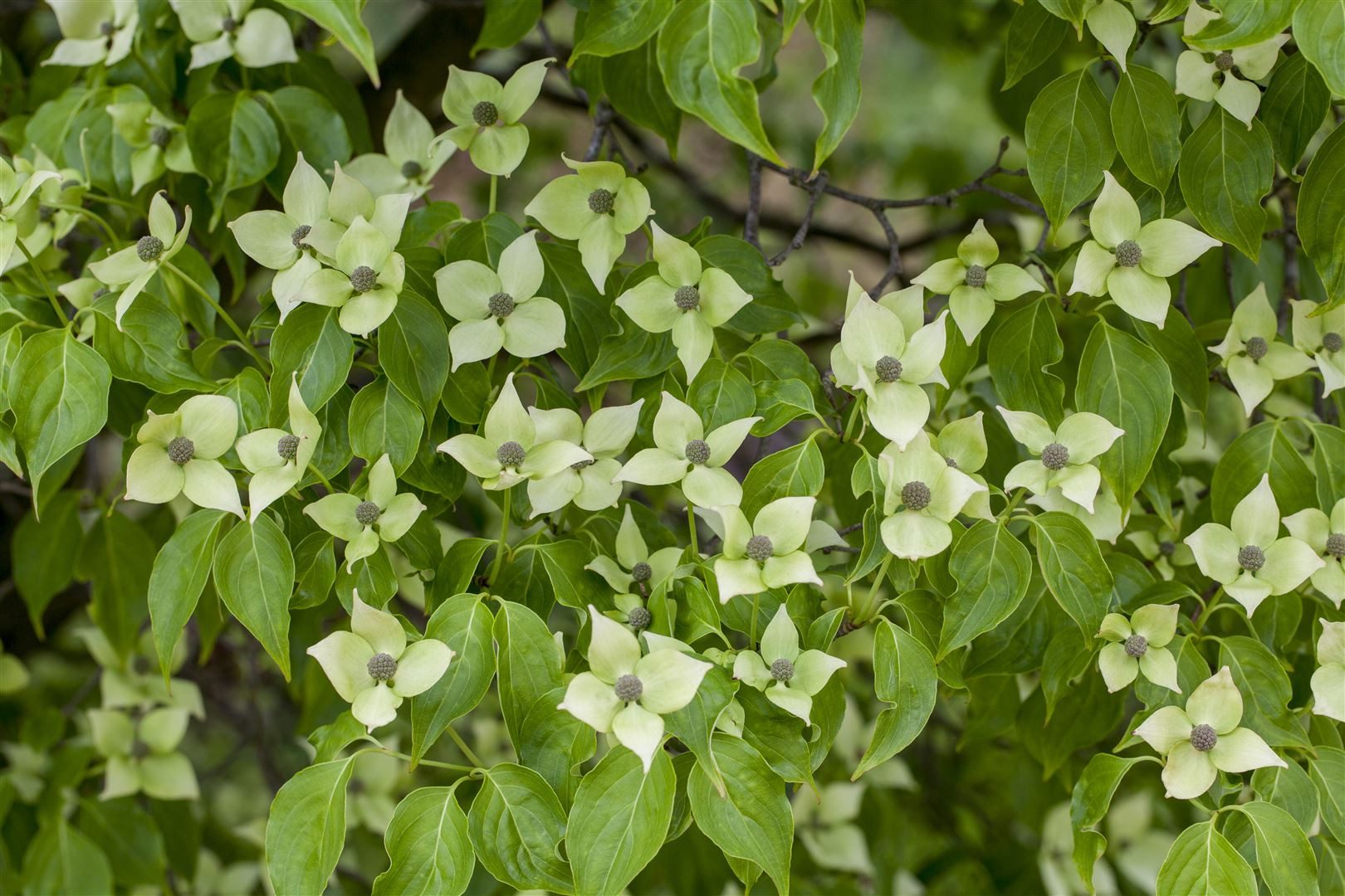 Pflanzen für Dich Gehölze Cornus kousa chinensis 'China Girl', 1 St., Chinesischer Blumen-Hartriegel, Japanischer Blumen-Hartriegel