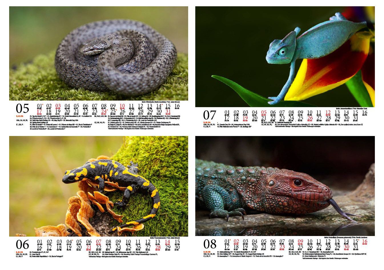 Seelenzauber Wandkalender Tierzauber Amphibien und Reptilien DIN A5 Kalender für 2026