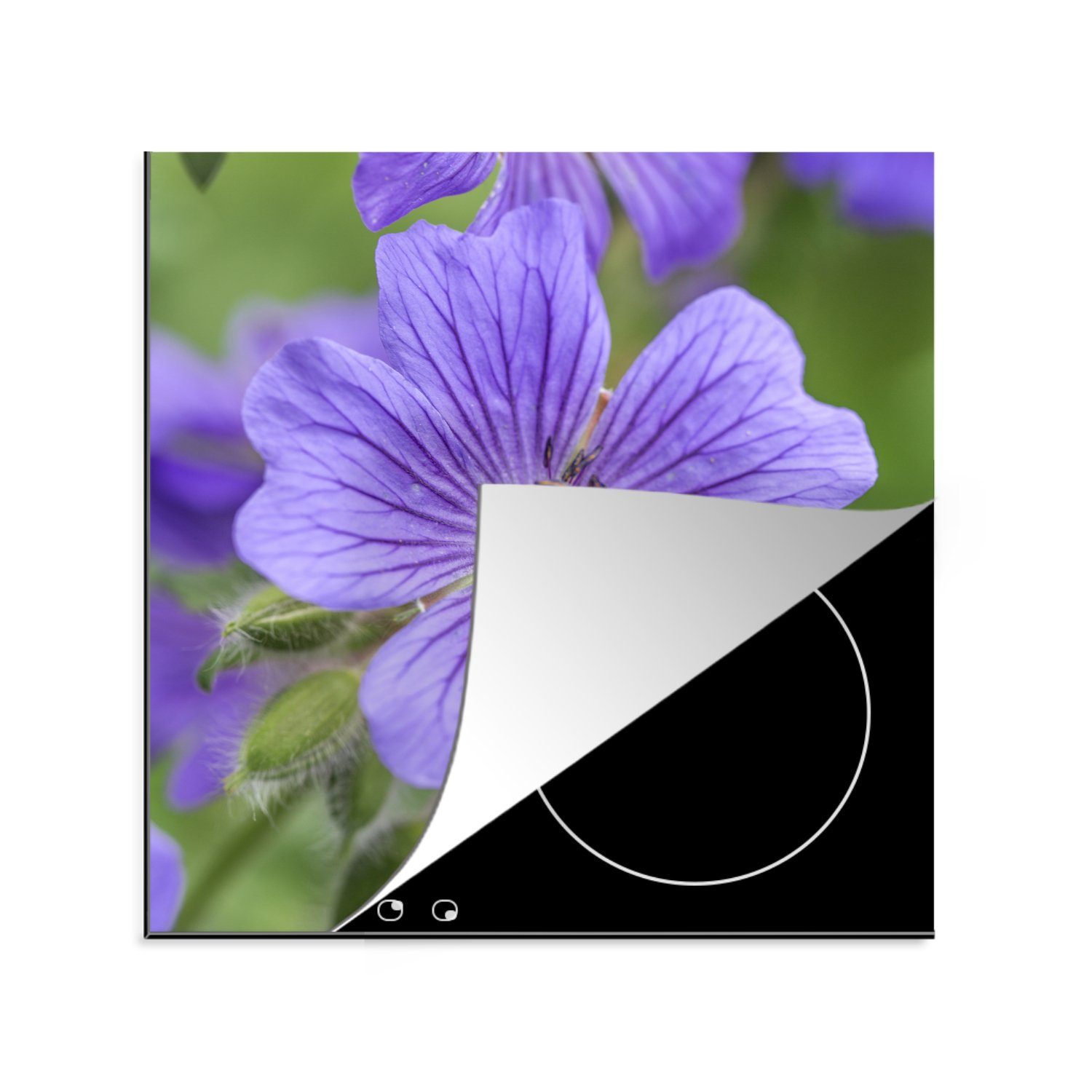 MuchoWow küche Blüte, Ceranfeldabdeckung, Herdblende-/Abdeckplatte (1 cm, in Vinyl, für 78x78 voller tlg), Geranien Violette Arbeitsplatte
