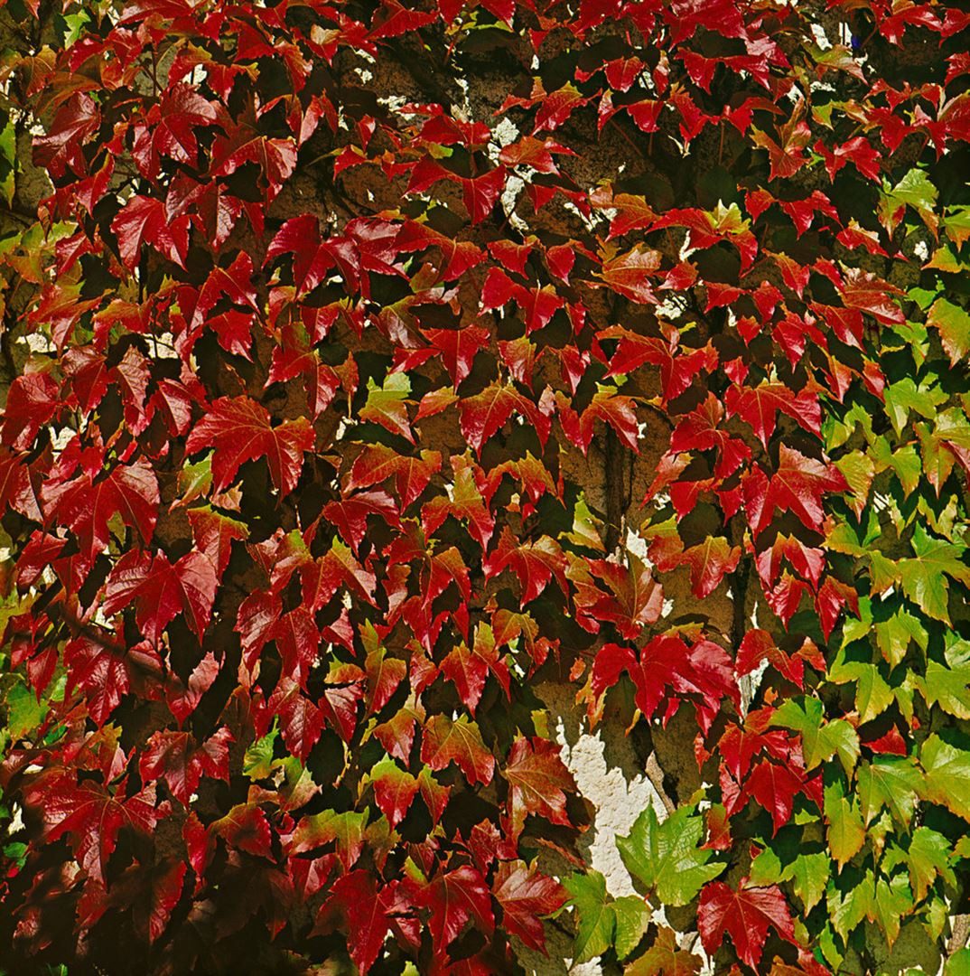 Pflanzen für Dich Kletterpflanze Parthenocissus tric. Veitchii Robusta, 1 St., Wilder Wein, Dreispitzige Jungfernrebe, Mauerwein, selbstkletternd, herbstfärbung rot