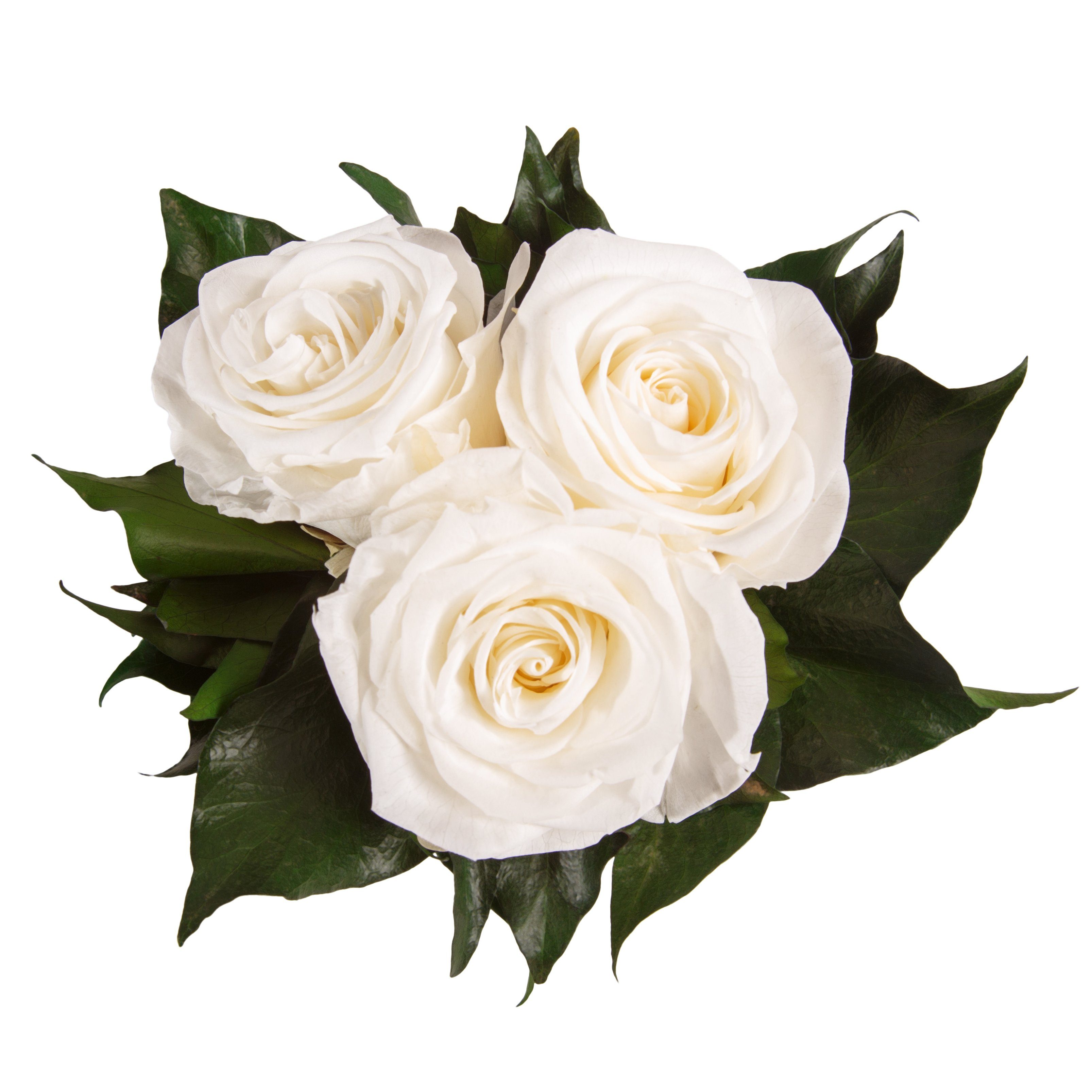 Rose, Rosen Heidelberg, 3 echte Rosenbox konserviert Kunstblume Infinity rund Höhe Geschenk ROSEMARIE cm, 10 Rosen weiß für SCHULZ Sie