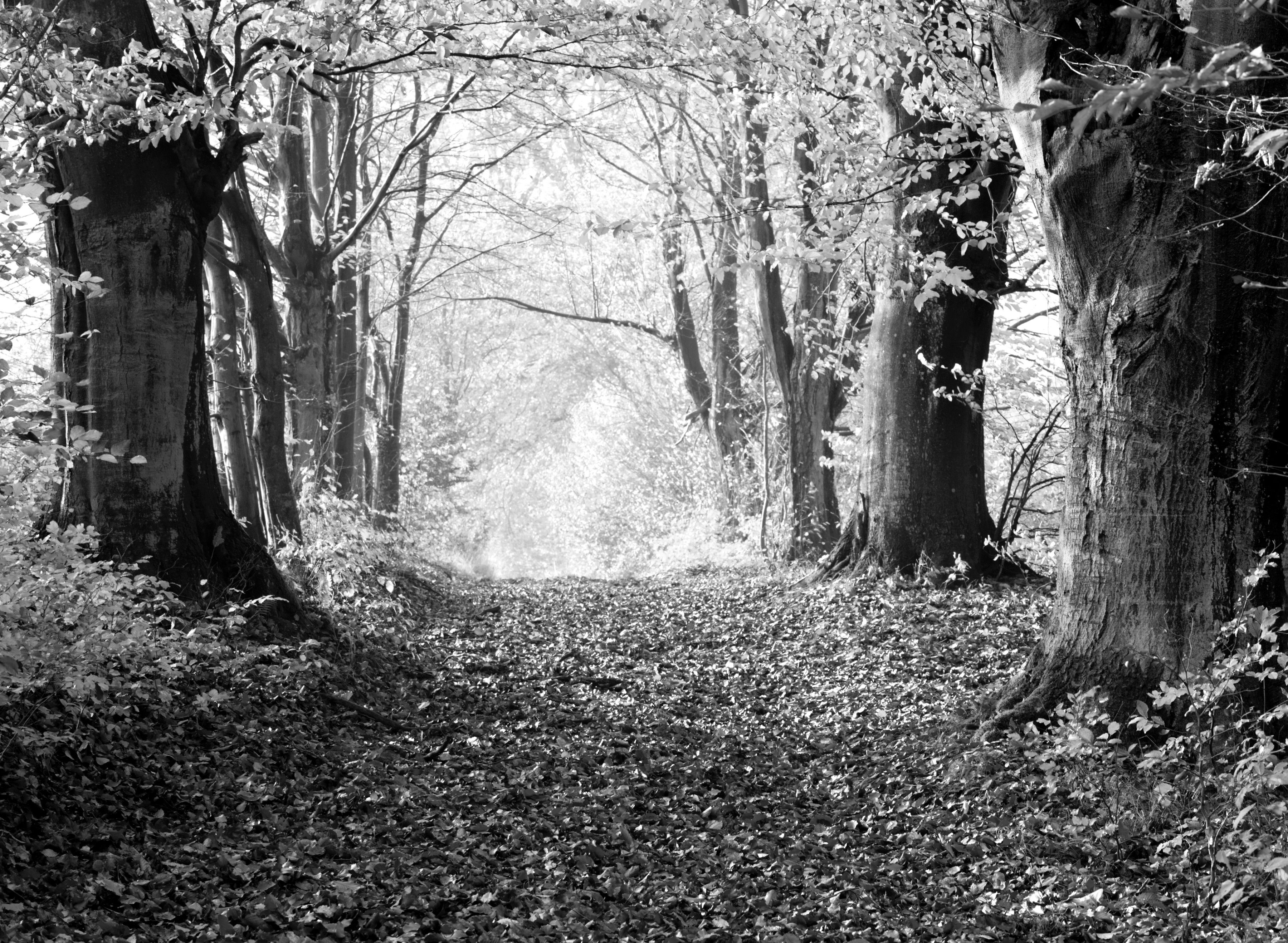Papermoon Fototapete Wald Schwarz & Weiß